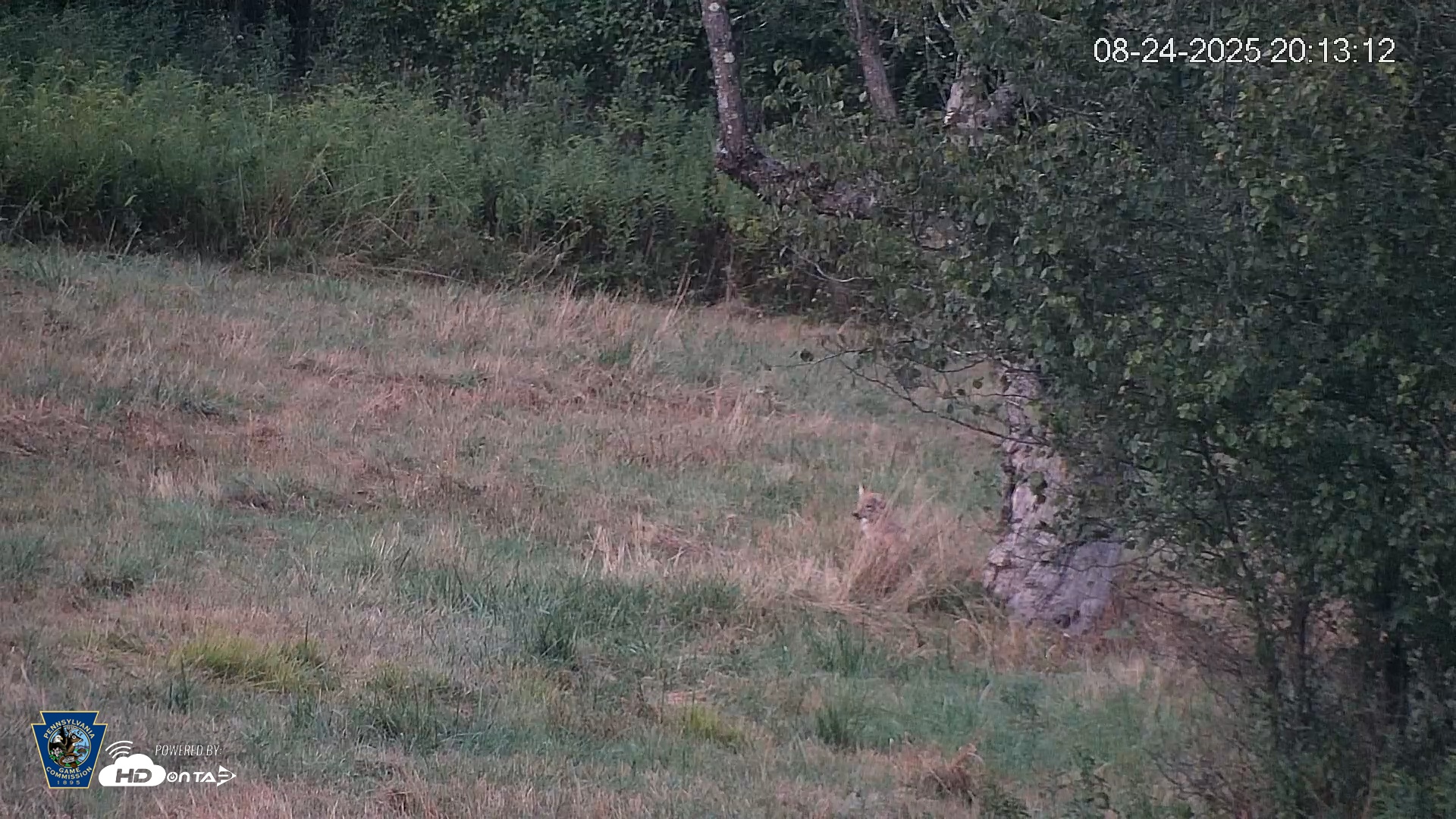 Snapshot of Pennsylvania Elk Live Webcam taken Aug 24, 2025, 8:14pm EDT