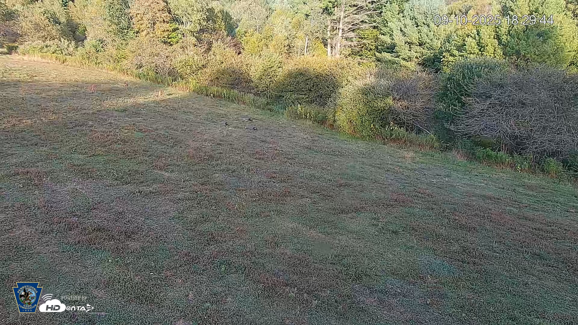 Snapshot of Pennsylvania Elk Live Webcam taken Sep 10, 2025, 6:30pm EDT