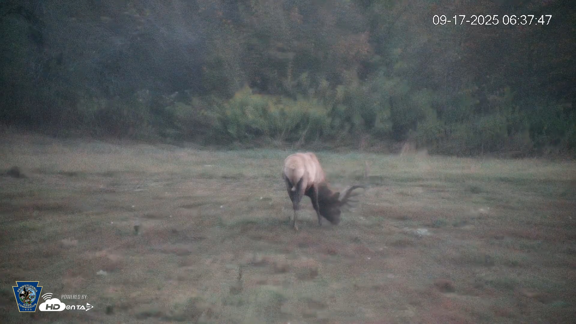 Snapshot of Pennsylvania Elk Live Webcam taken Sep 17, 2025, 6:38am EDT