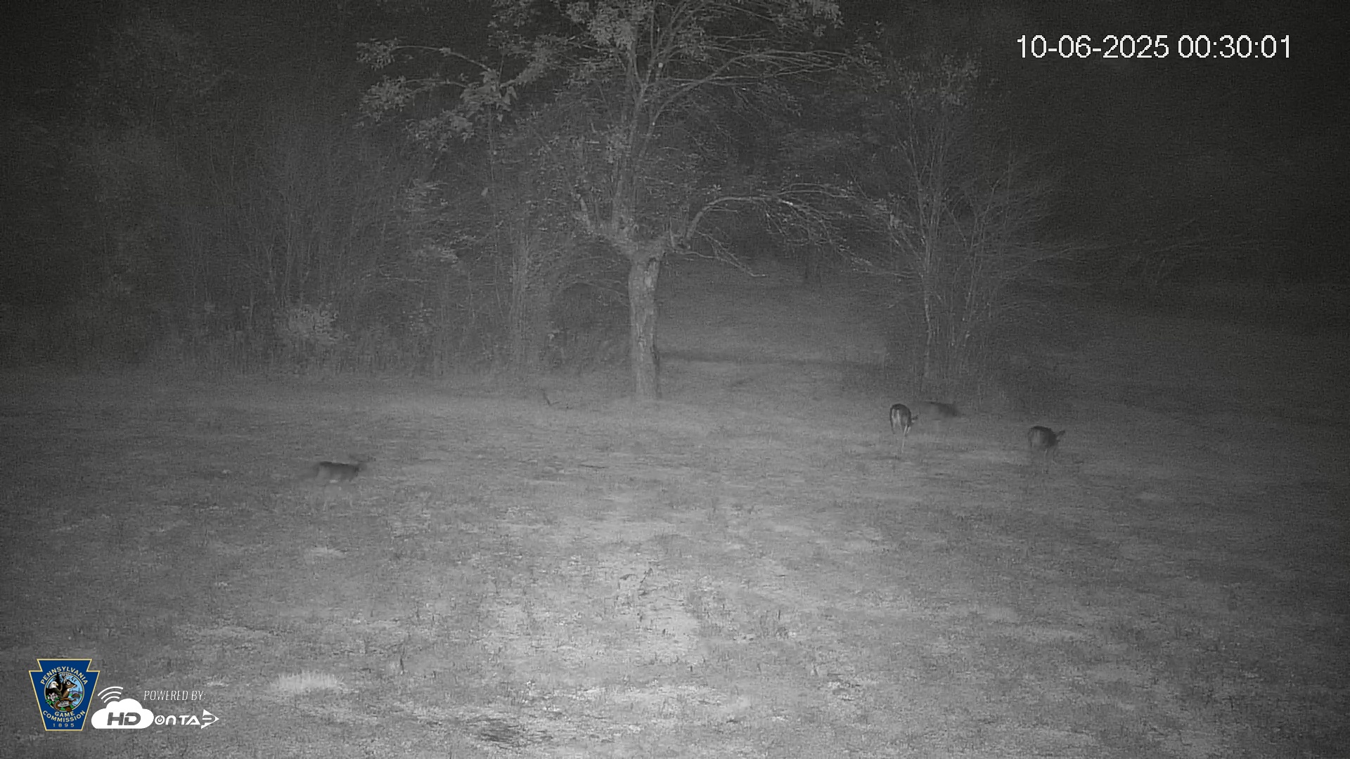 Snapshot of Pennsylvania Elk Live Webcam taken Oct 6, 2025, 12:30am EDT