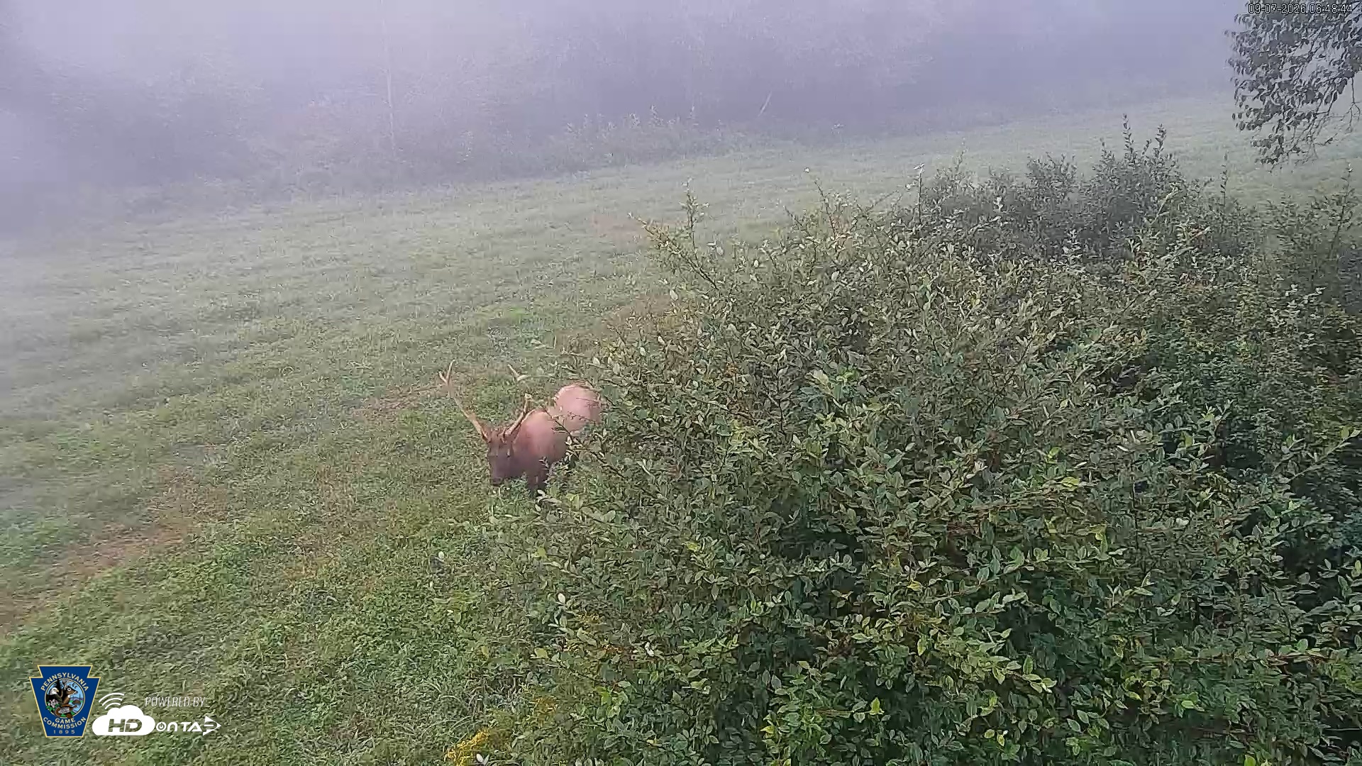 Snapshot of Pennsylvania Elk Live Webcam taken Sep 7, 2026, 6:49am EDT