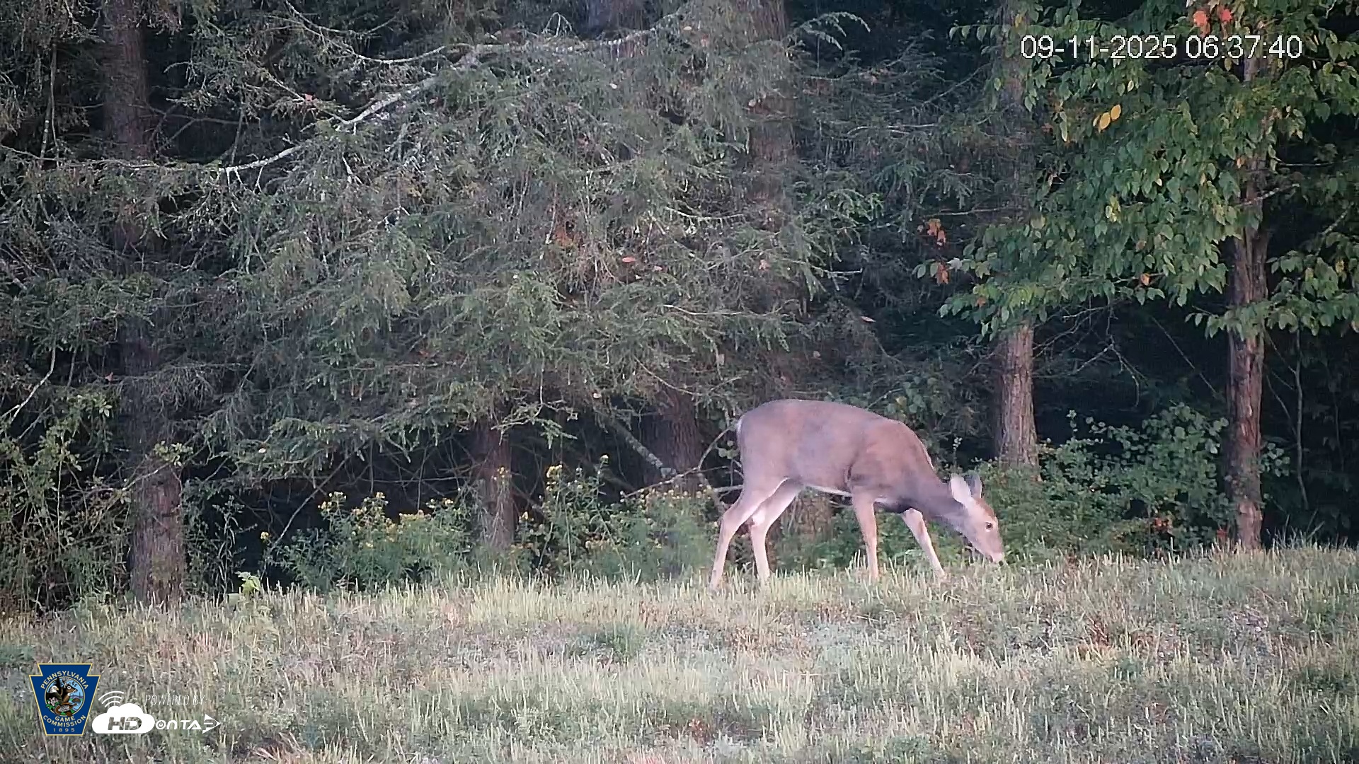Snapshot of Pennsylvania Elk Live Webcam taken Sep 11, 2025, 6:38am EDT