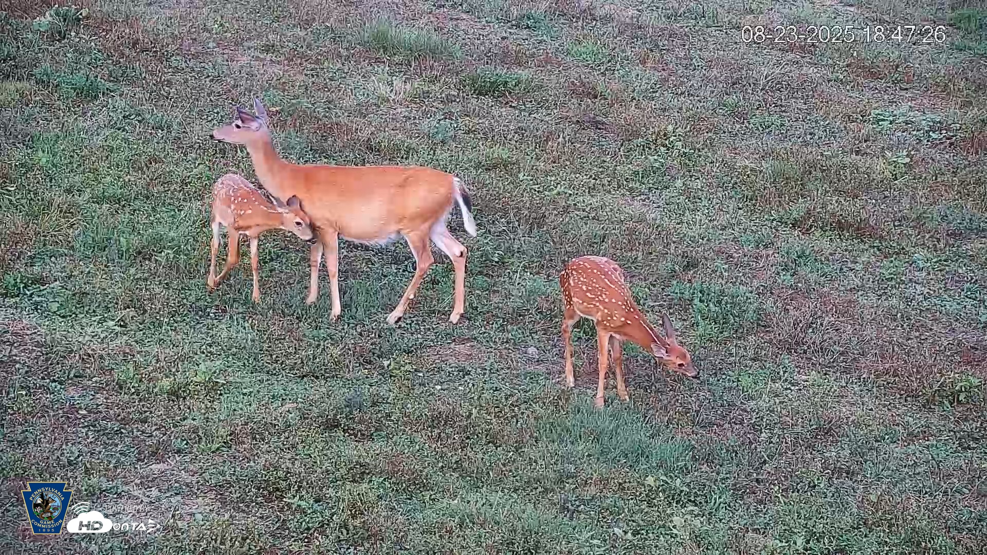 Snapshot of Pennsylvania Elk Live Webcam taken Aug 23, 2025, 6:48pm EDT