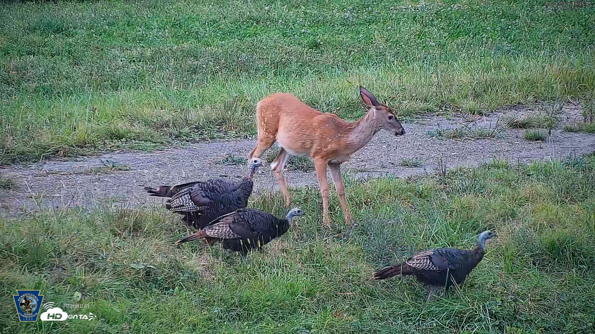 Snapshot of Pennsylvania Elk Live Webcam taken Sep 8, 2026, 6:36pm EDT