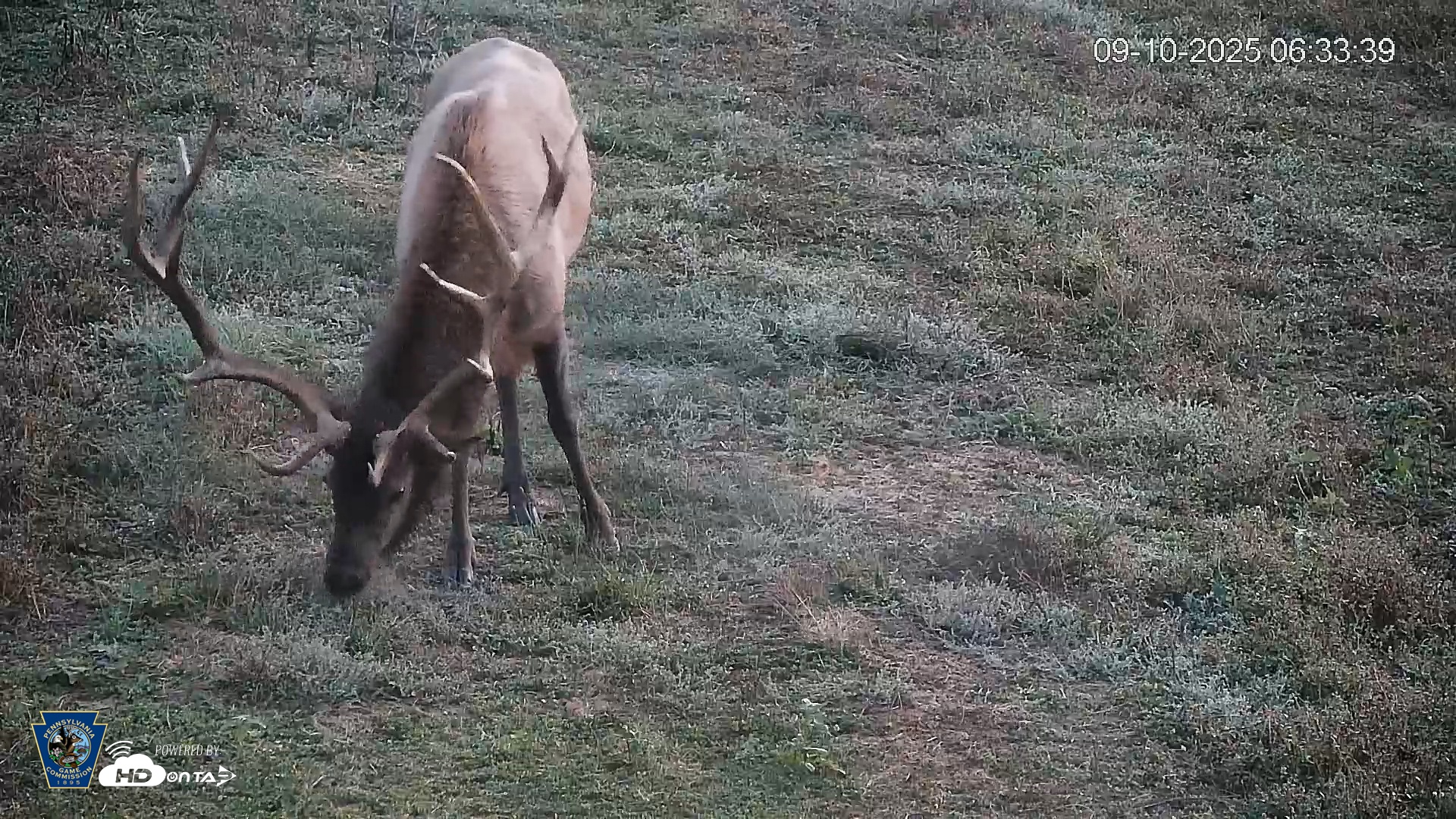 Snapshot of Pennsylvania Elk Live Webcam taken Sep 10, 2025, 6:34am EDT