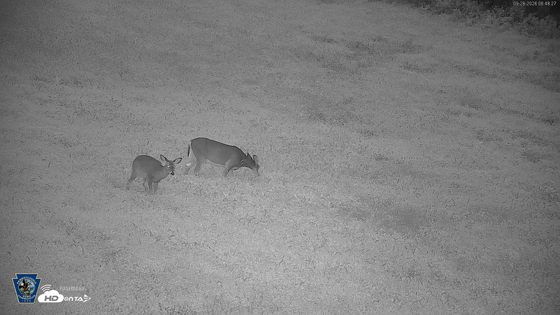 Snapshot of Pennsylvania Elk Live Webcam taken Sep 28, 2026, 6:49am EDT