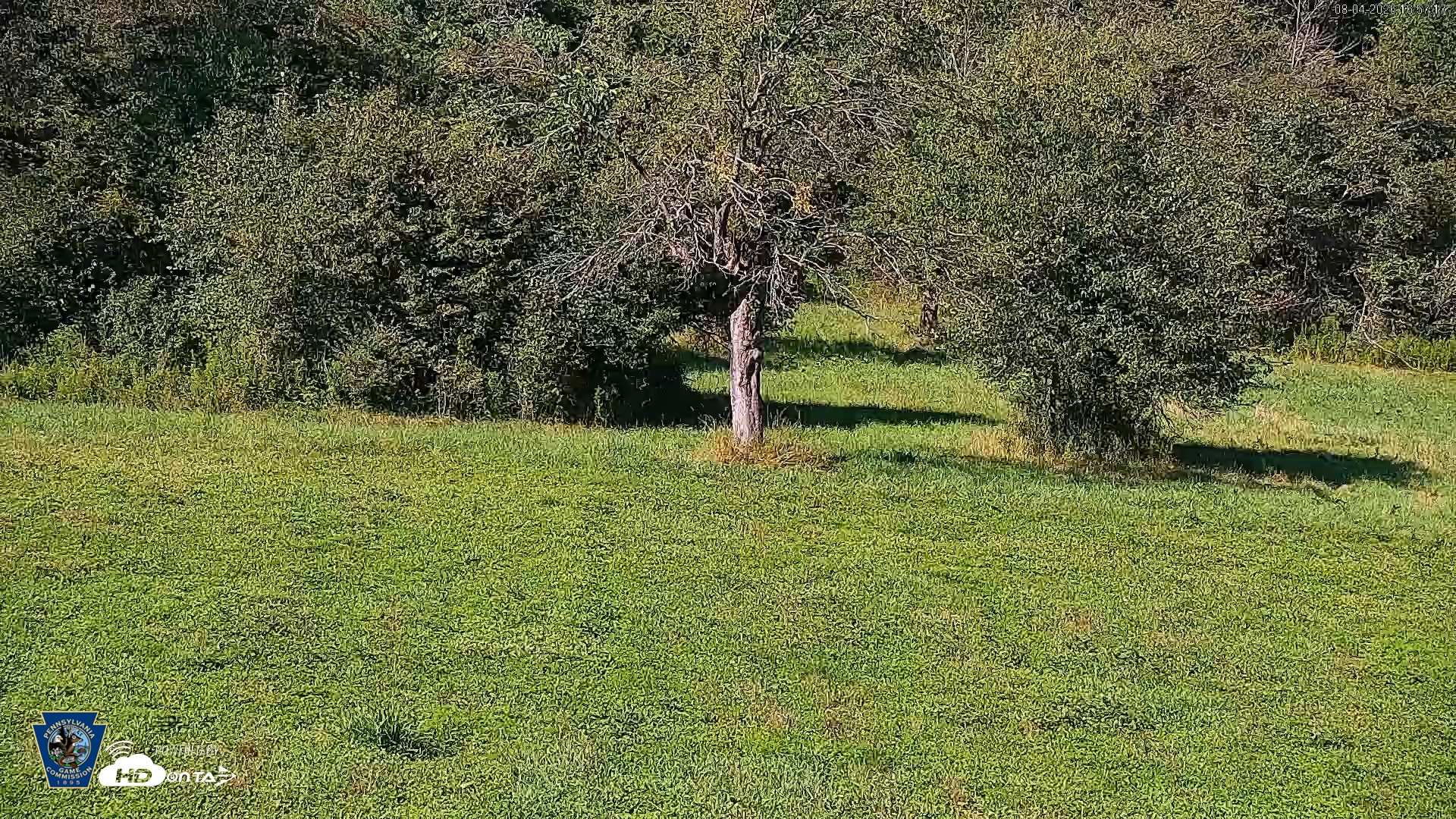 Snapshot of Pennsylvania Elk Live Webcam taken Aug 4, 2026, 4:58pm EDT