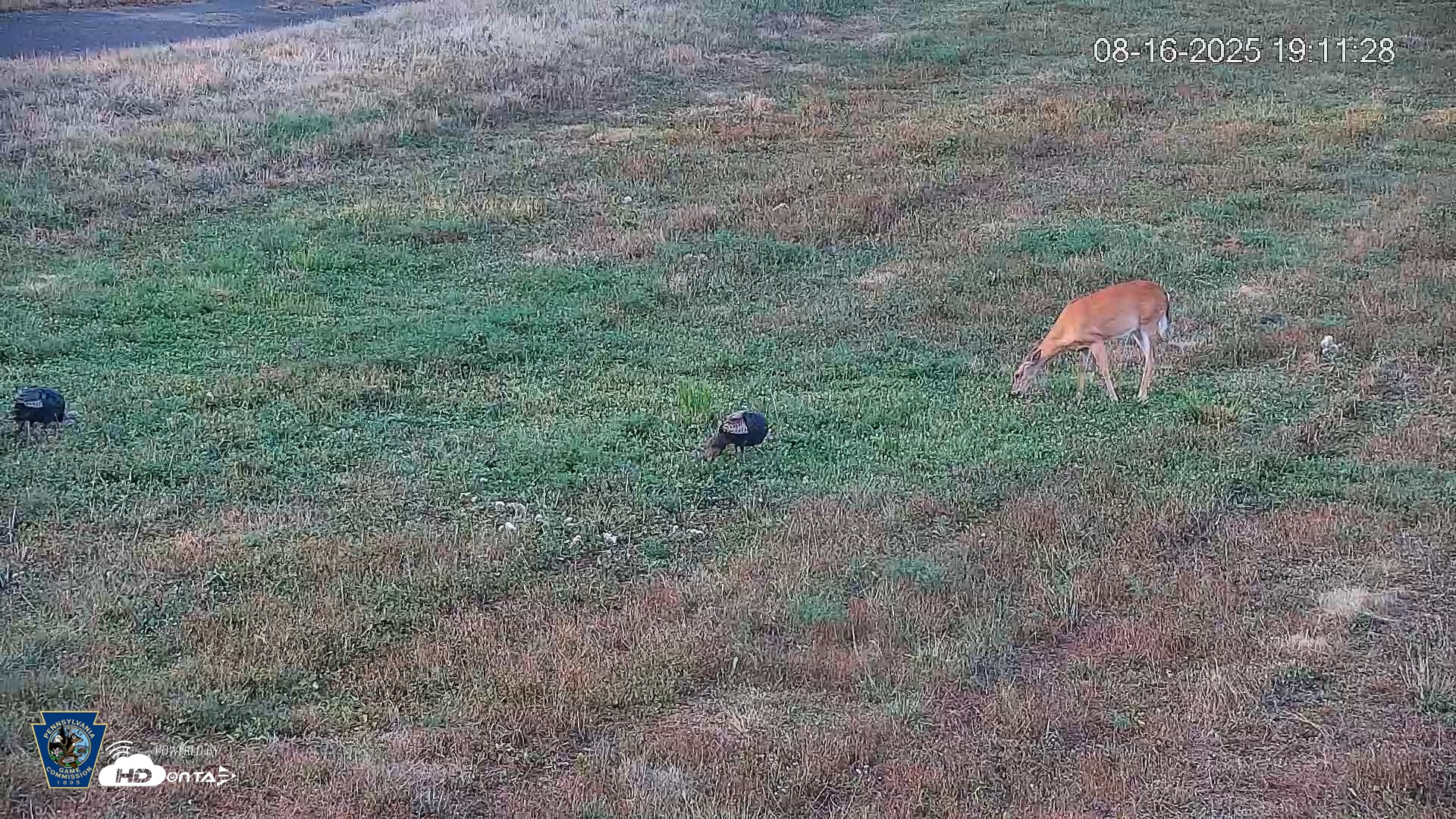 Snapshot of Pennsylvania Elk Live Webcam taken Aug 16, 2025, 7:12pm EDT
