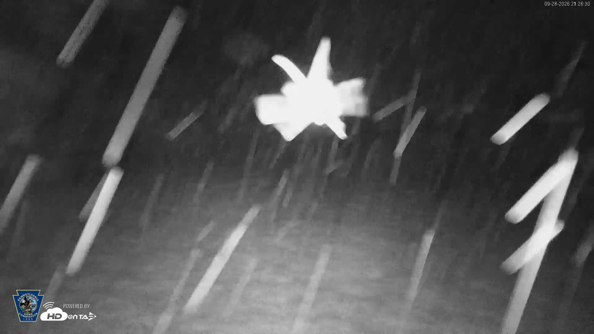 Snapshot of Pennsylvania Elk Live Webcam taken Sep 28, 2026, 9:27pm EDT