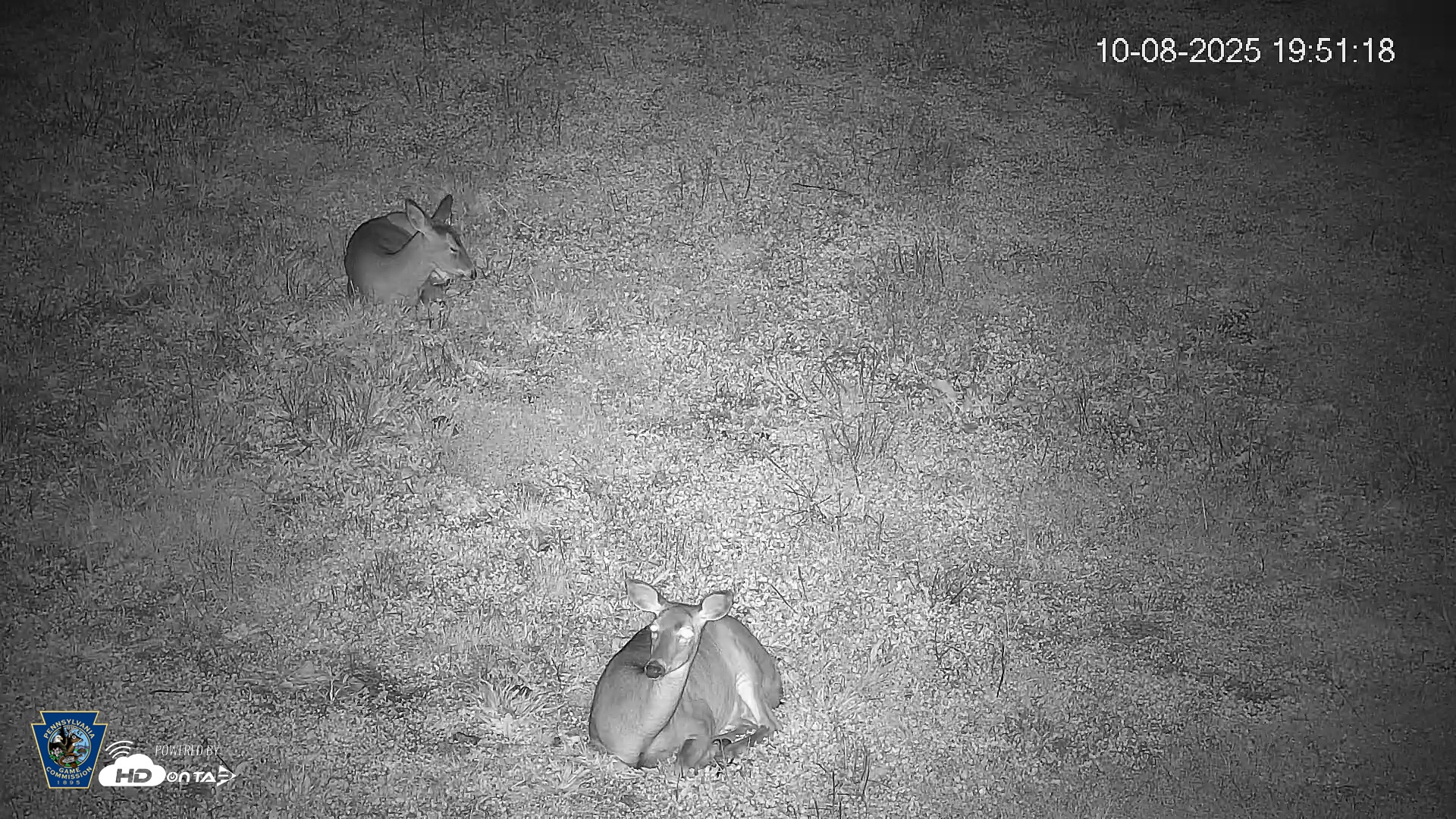 Snapshot of Pennsylvania Elk Live Webcam taken Oct 8, 2025, 7:52pm EDT