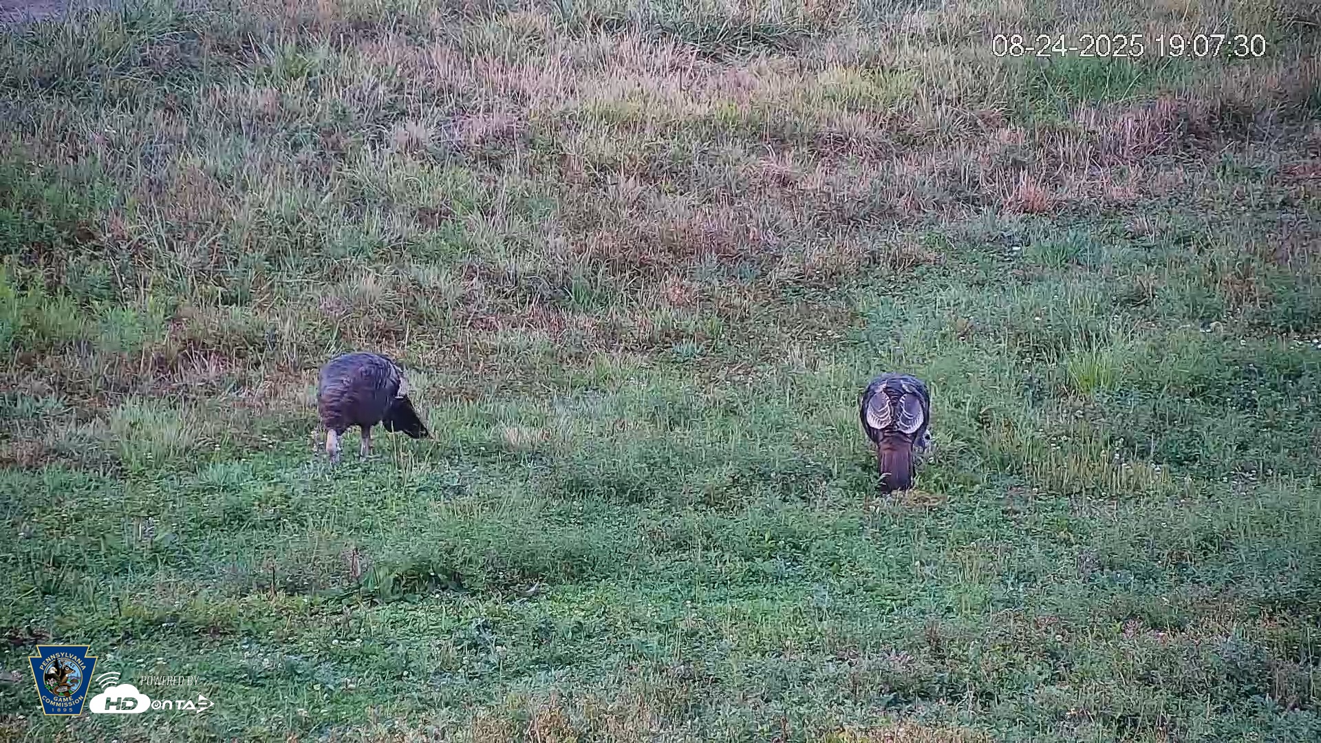 Snapshot of Pennsylvania Elk Live Webcam taken Aug 24, 2025, 7:08pm EDT