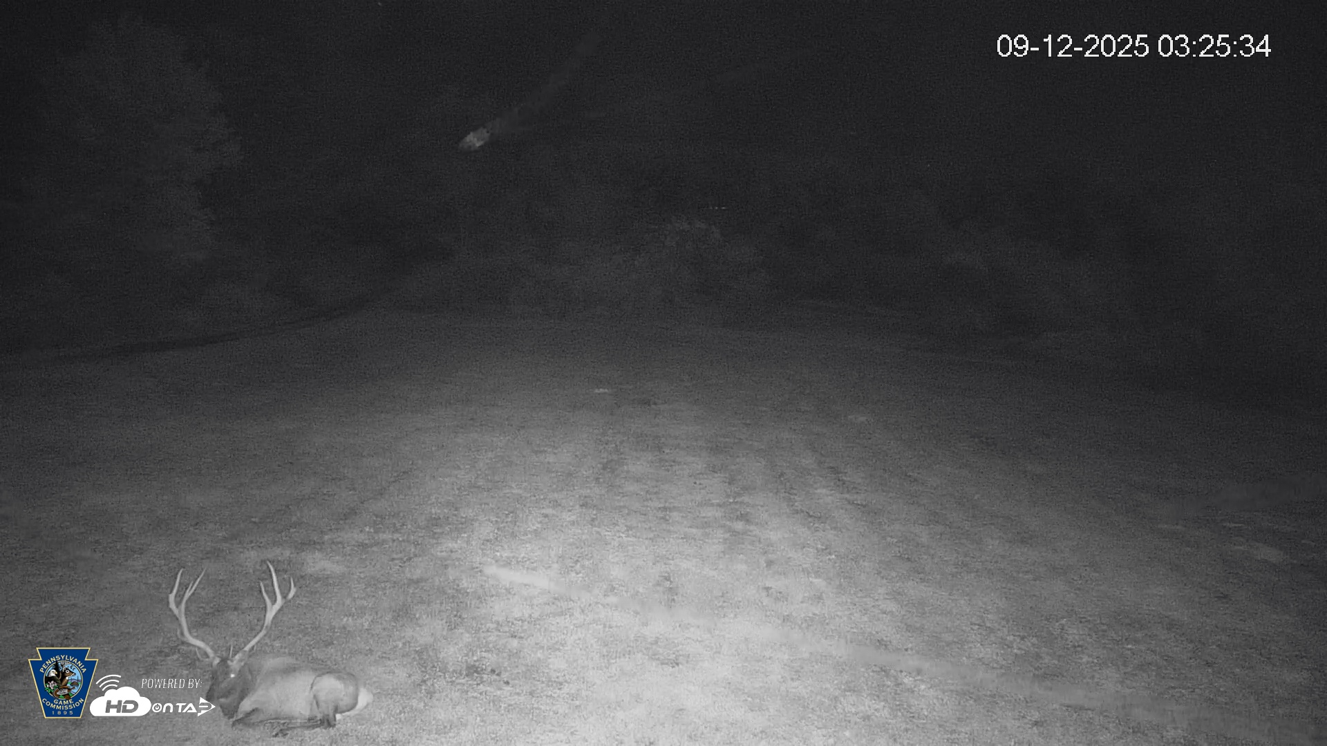 Snapshot of Pennsylvania Elk Live Webcam taken Sep 12, 2025, 3:26am EDT