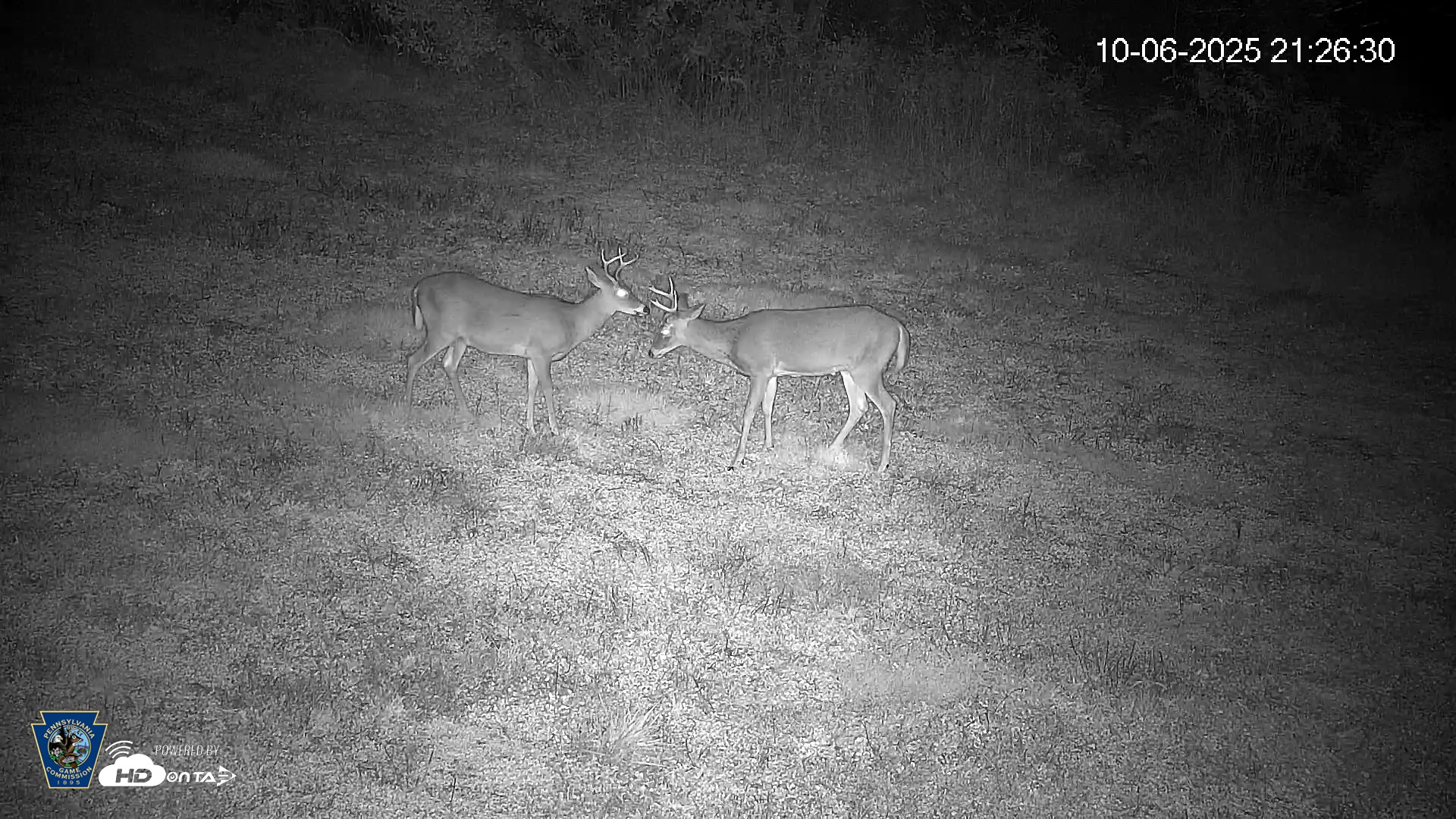 Snapshot of Pennsylvania Elk Live Webcam taken Oct 6, 2025, 9:27pm EDT