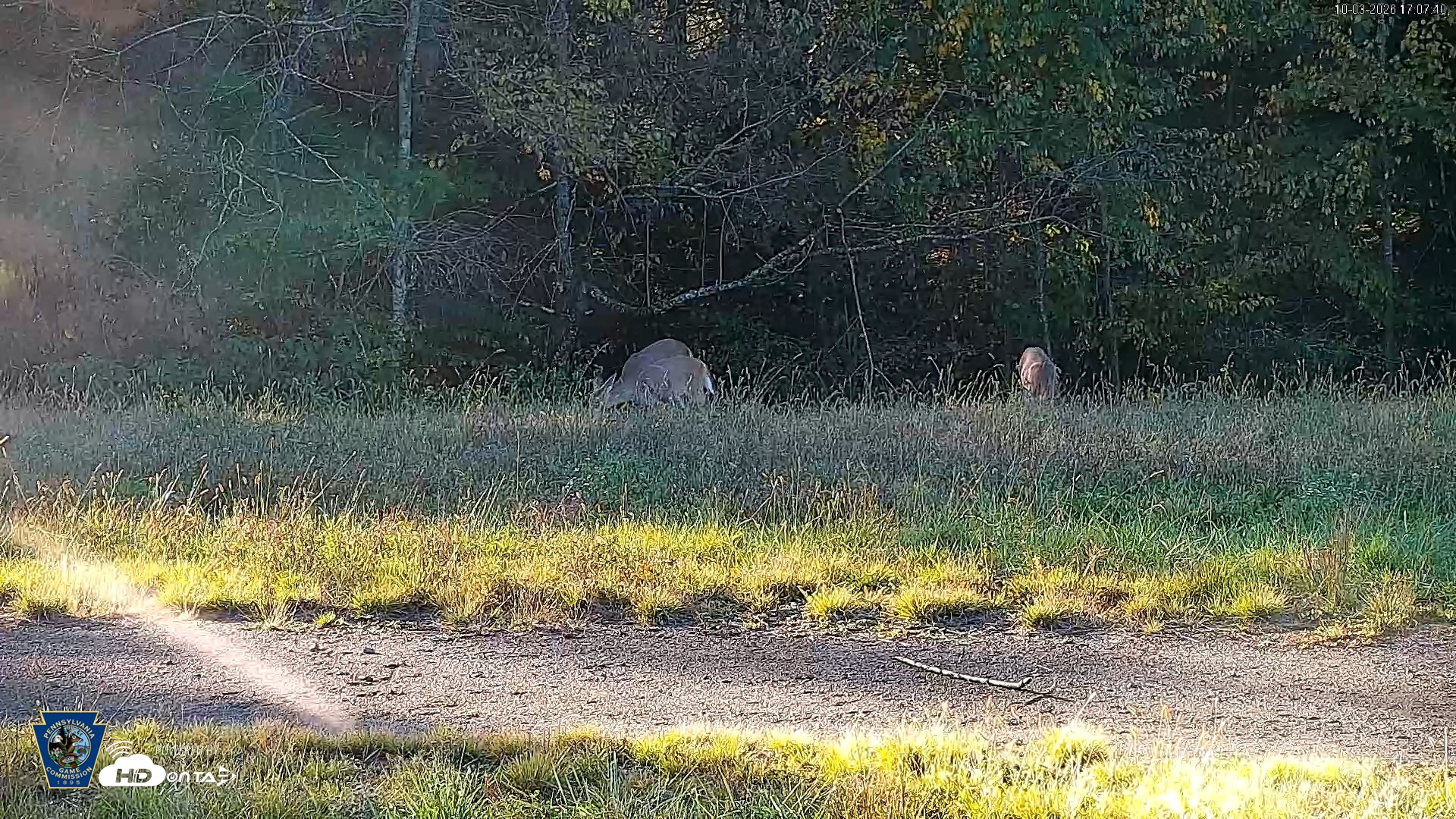Snapshot of Pennsylvania Elk Live Webcam taken Oct 3, 2026, 5:08pm EDT