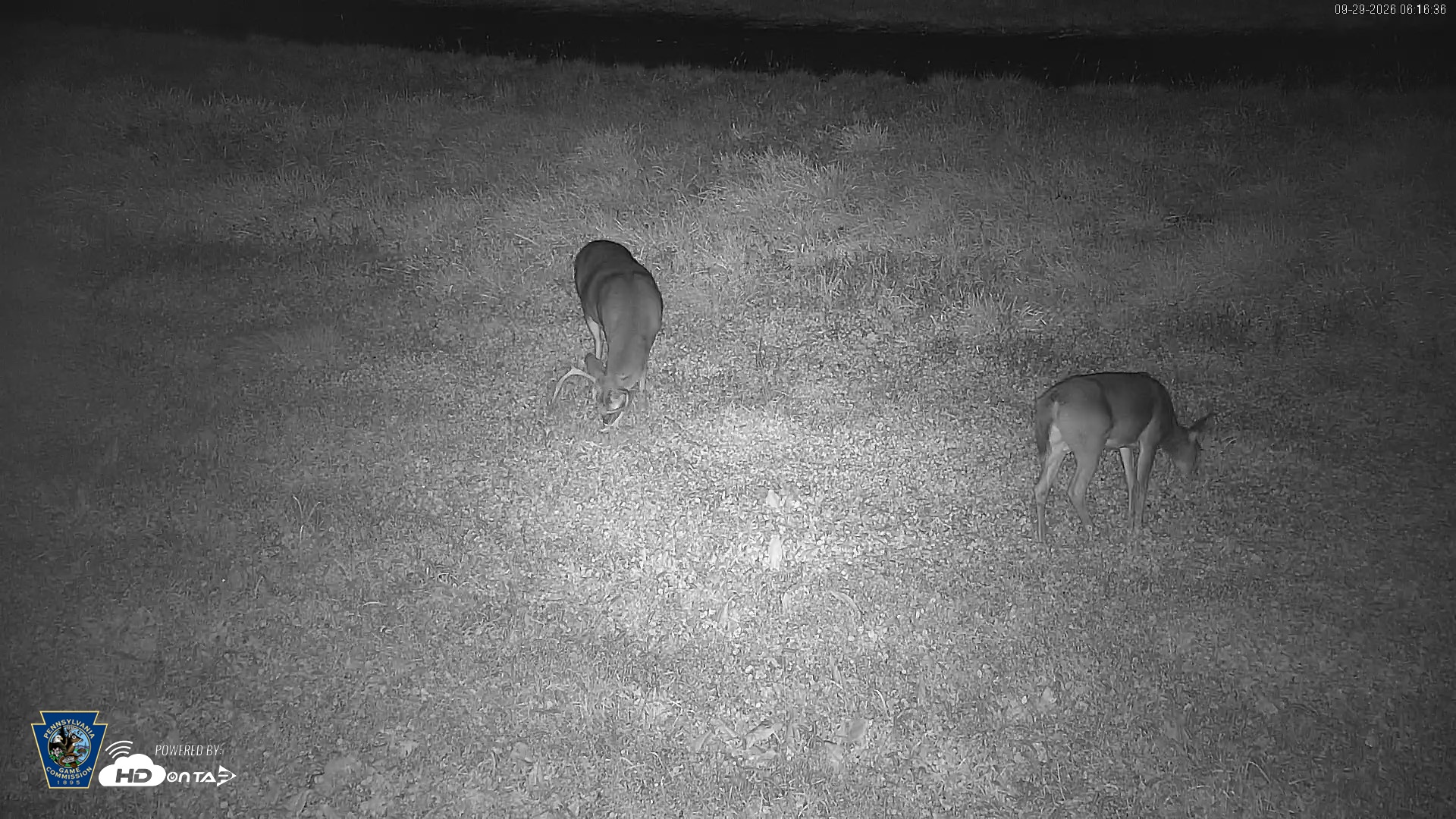 Snapshot of Pennsylvania Elk Live Webcam taken Sep 29, 2026, 6:17am EDT