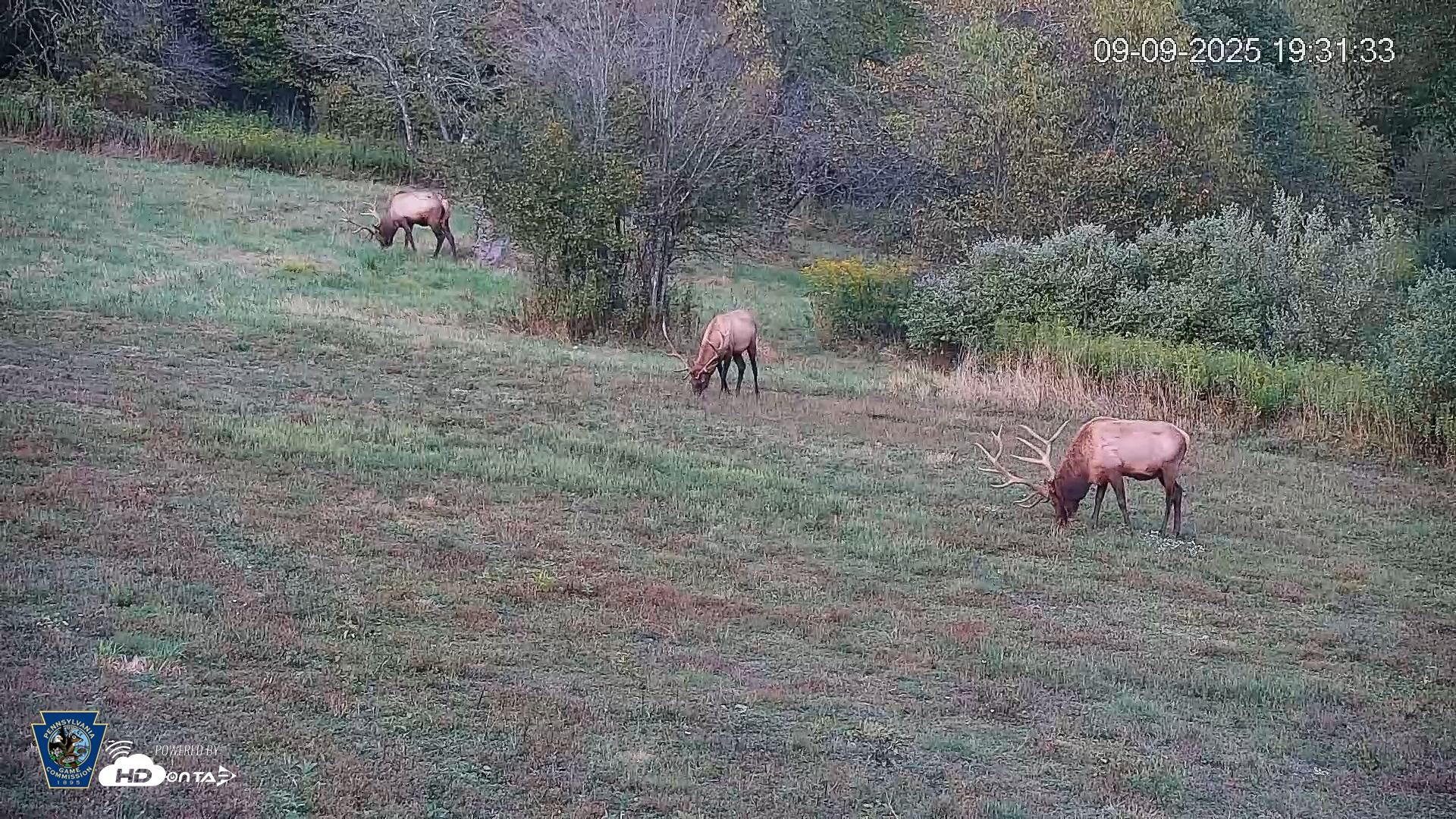 Snapshot of Pennsylvania Elk Live Webcam taken Sep 9, 2025, 7:32pm EDT