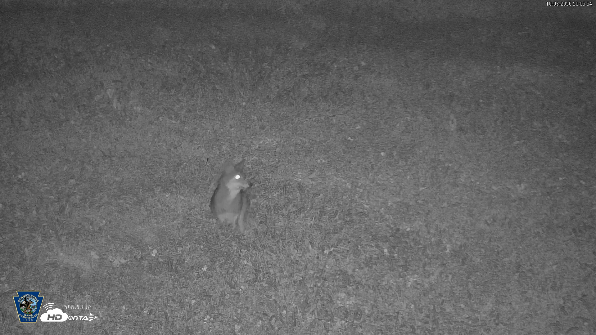 Snapshot of Pennsylvania Elk Live Webcam taken Oct 3, 2026, 8:06pm EDT