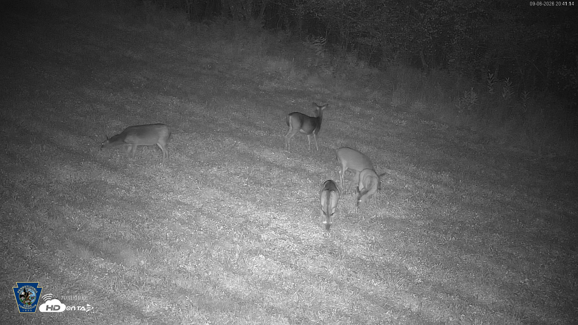 Snapshot of Pennsylvania Elk Live Webcam taken Sep 6, 2026, 8:42pm EDT