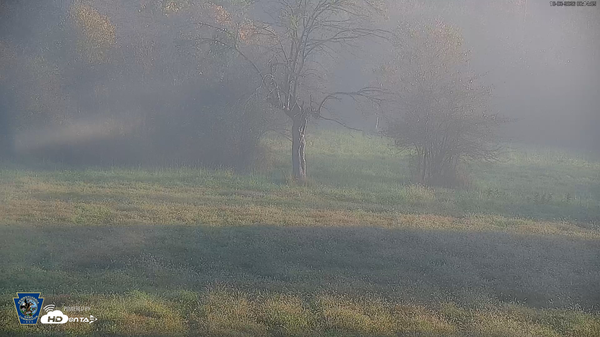 Snapshot of Pennsylvania Elk Live Webcam taken Oct 3, 2026, 8:14am EDT