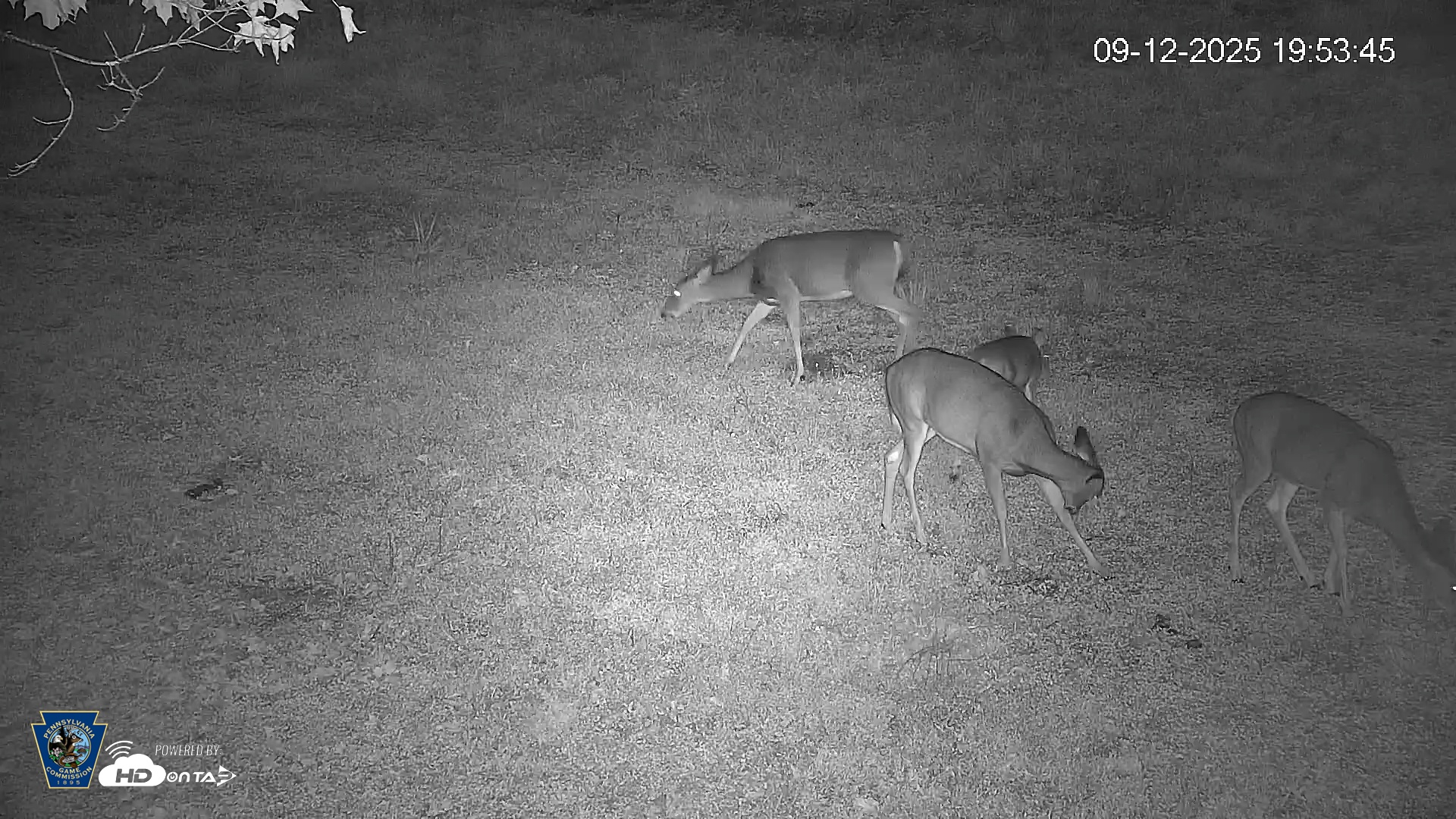 Snapshot of Pennsylvania Elk Live Webcam taken Sep 12, 2025, 7:54pm EDT