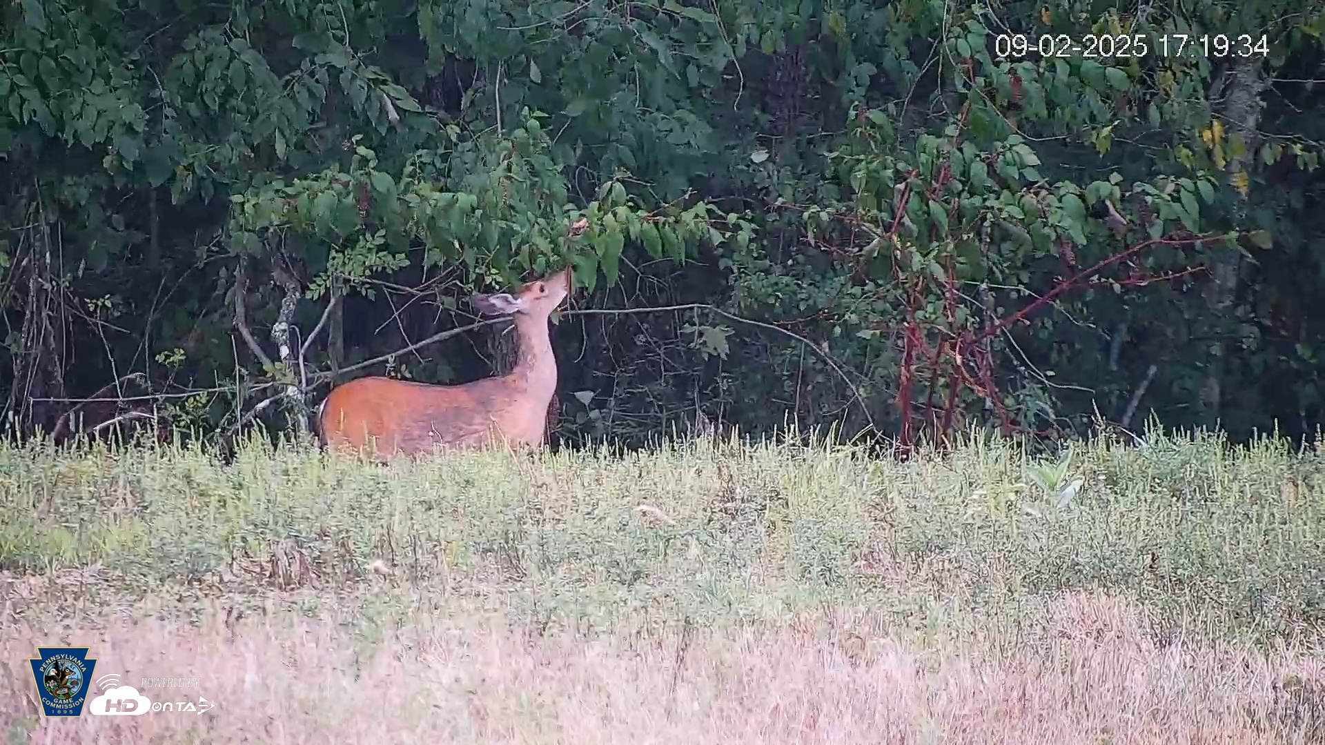 Snapshot of Pennsylvania Elk Live Webcam taken Sep 2, 2025, 5:20pm EDT