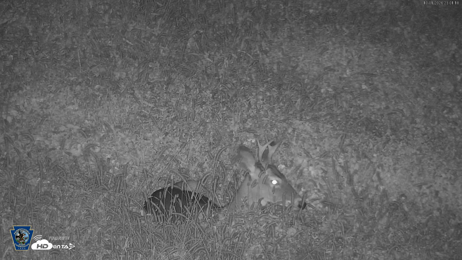 Snapshot of Pennsylvania Elk Live Webcam taken Oct 1, 2026, 11:02pm EDT