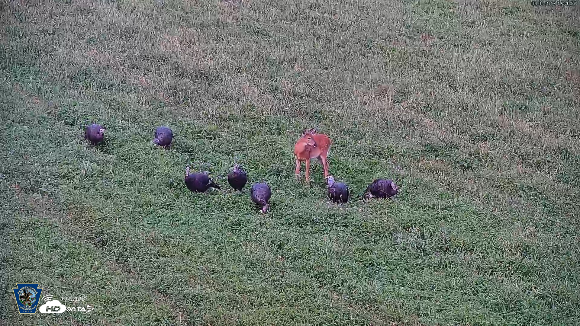 Snapshot of Pennsylvania Elk Live Webcam taken Sep 9, 2026, 5:57pm EDT