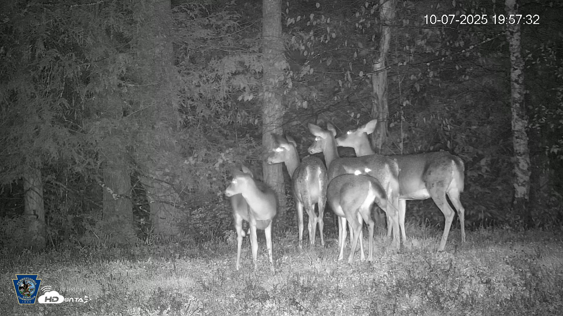 Snapshot of Pennsylvania Elk Live Webcam taken Oct 7, 2025, 7:58pm EDT