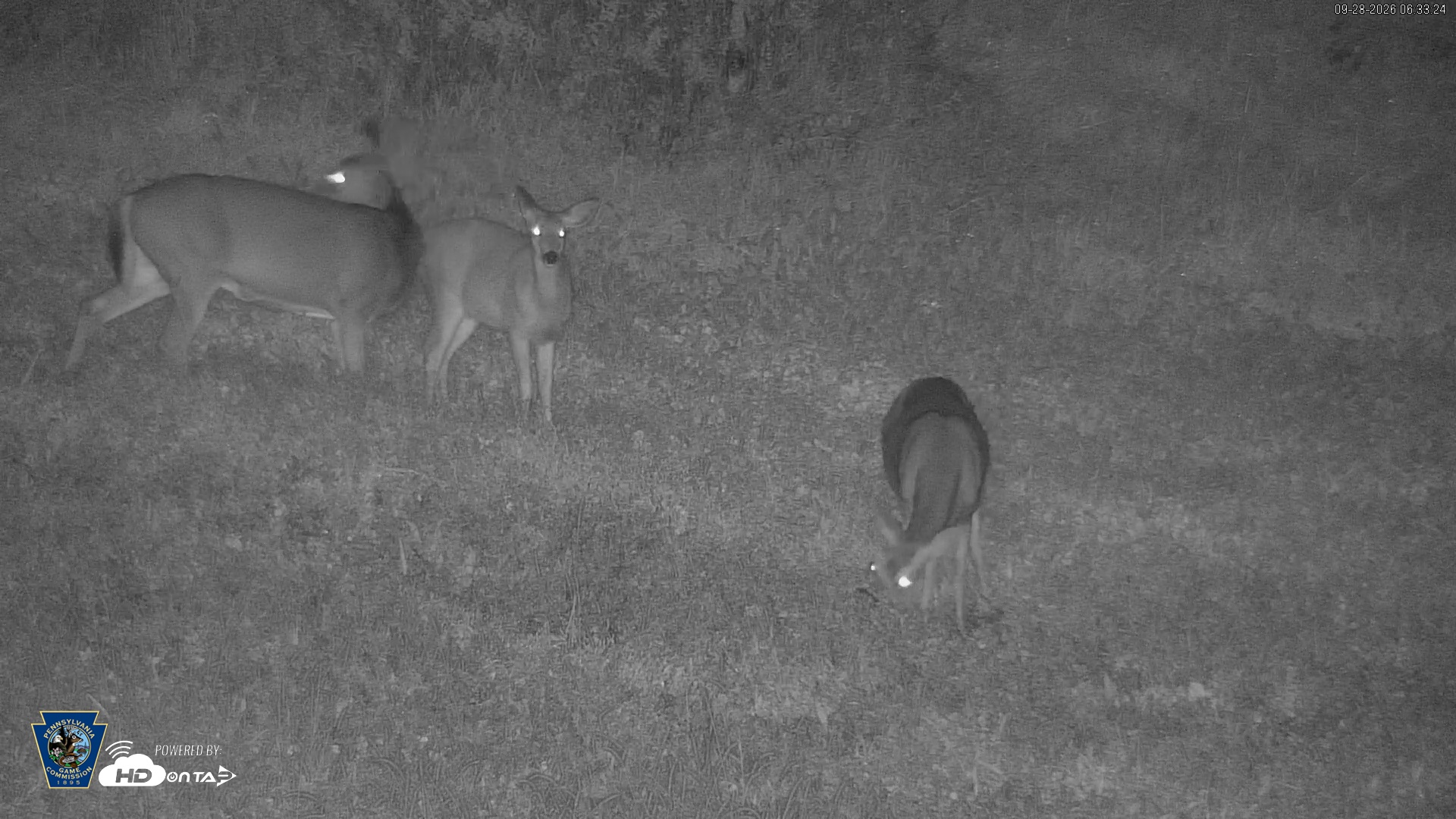 Snapshot of Pennsylvania Elk Live Webcam taken Sep 28, 2026, 6:34am EDT