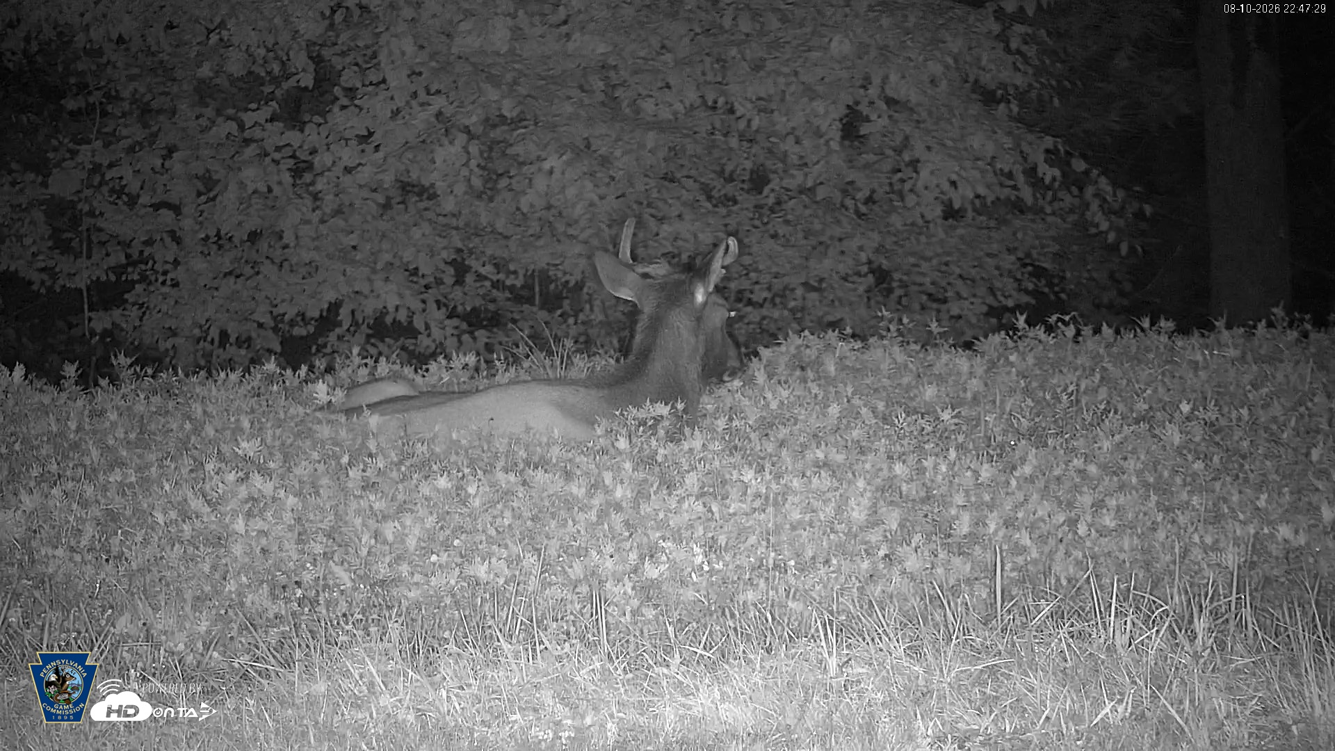 Snapshot of Pennsylvania Elk Live Webcam taken Aug 10, 2026, 10:48pm EDT