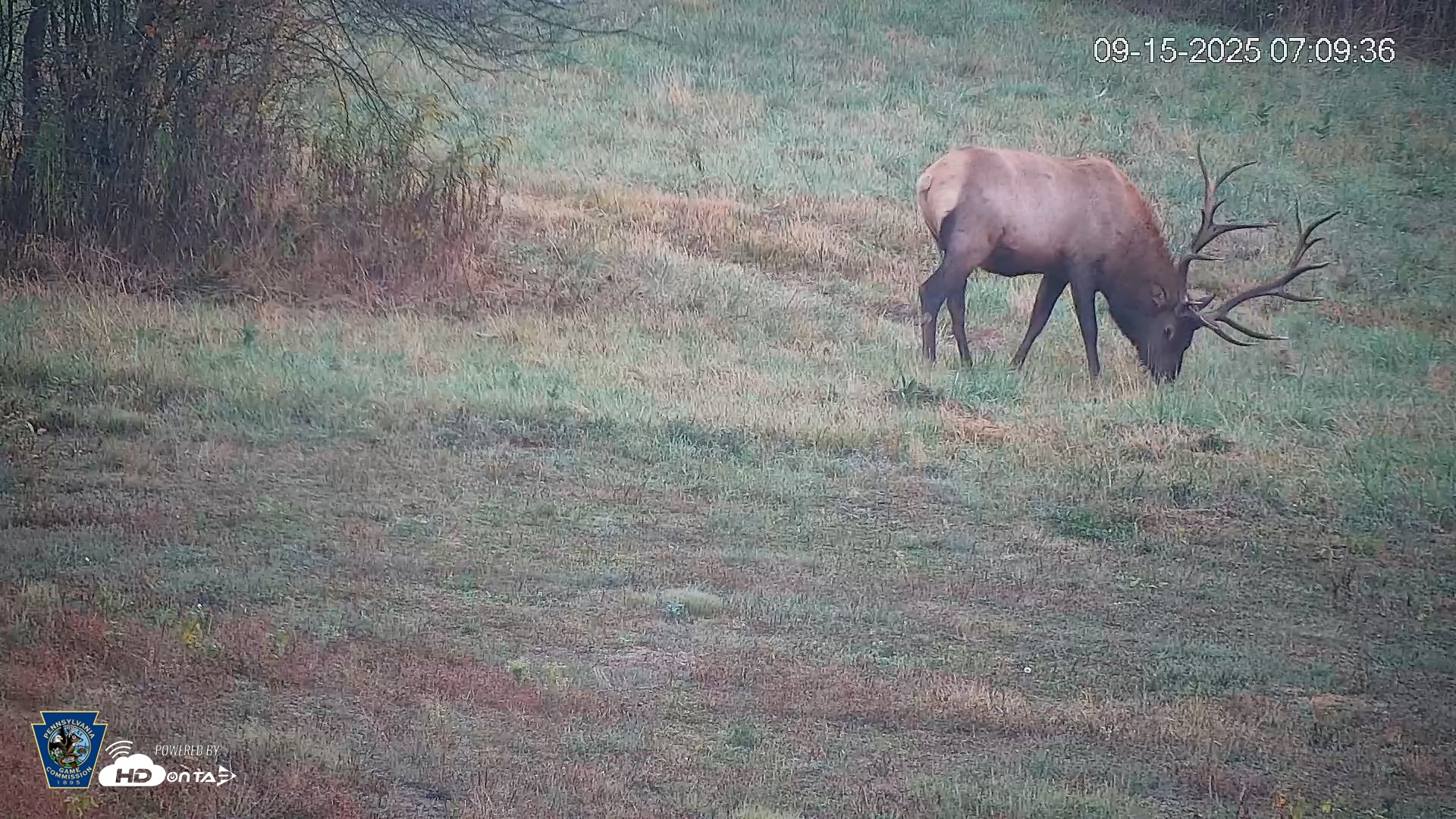 Snapshot of Pennsylvania Elk Live Webcam taken Sep 15, 2025, 7:10am EDT