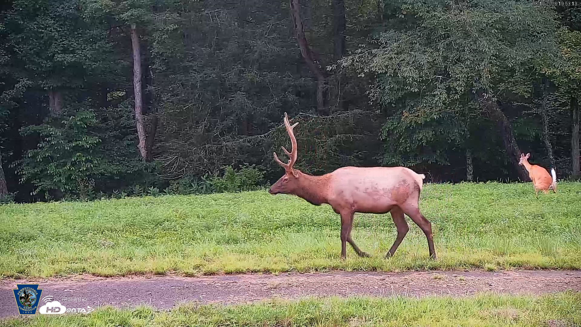 Snapshot of Pennsylvania Elk Live Webcam taken Aug 10, 2026, 7:53pm EDT