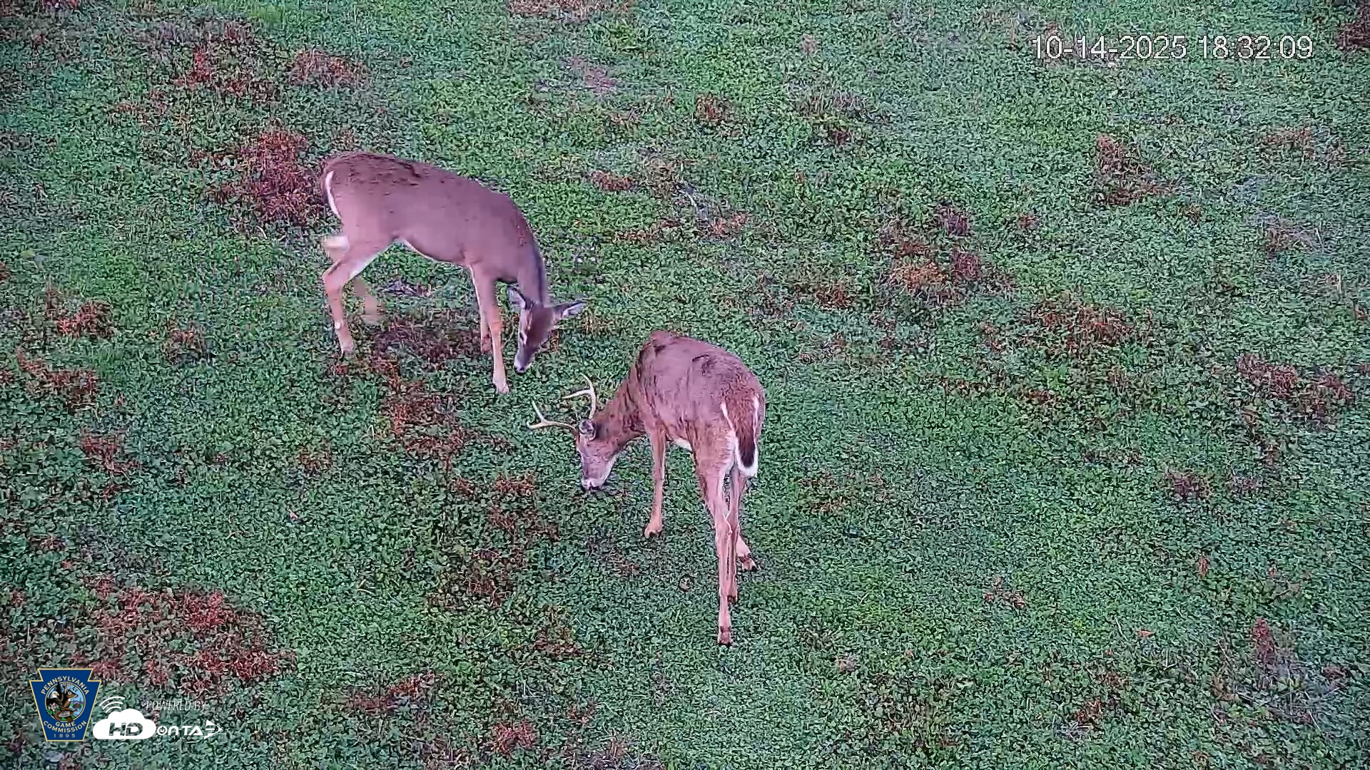 Snapshot of Pennsylvania Elk Live Webcam taken Oct 14, 2025, 6:32pm EDT