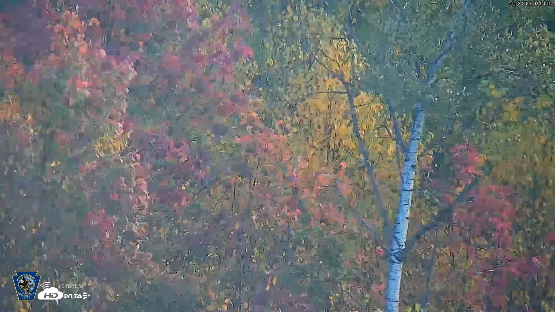 Snapshot of Pennsylvania Elk Live Webcam taken Oct 3, 2026, 8:59am EDT