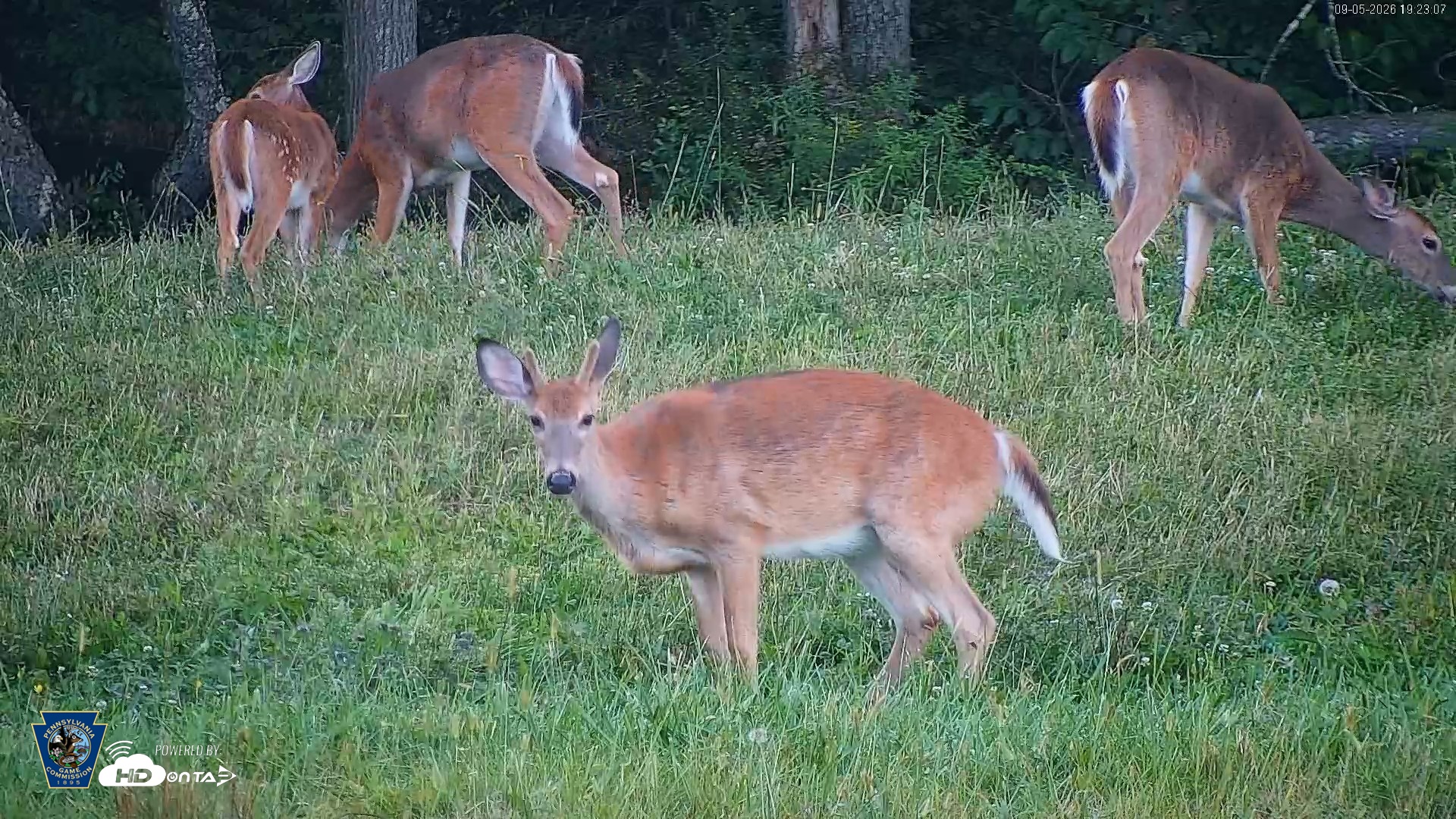 Snapshot of Pennsylvania Elk Live Webcam taken Sep 5, 2026, 7:23pm EDT