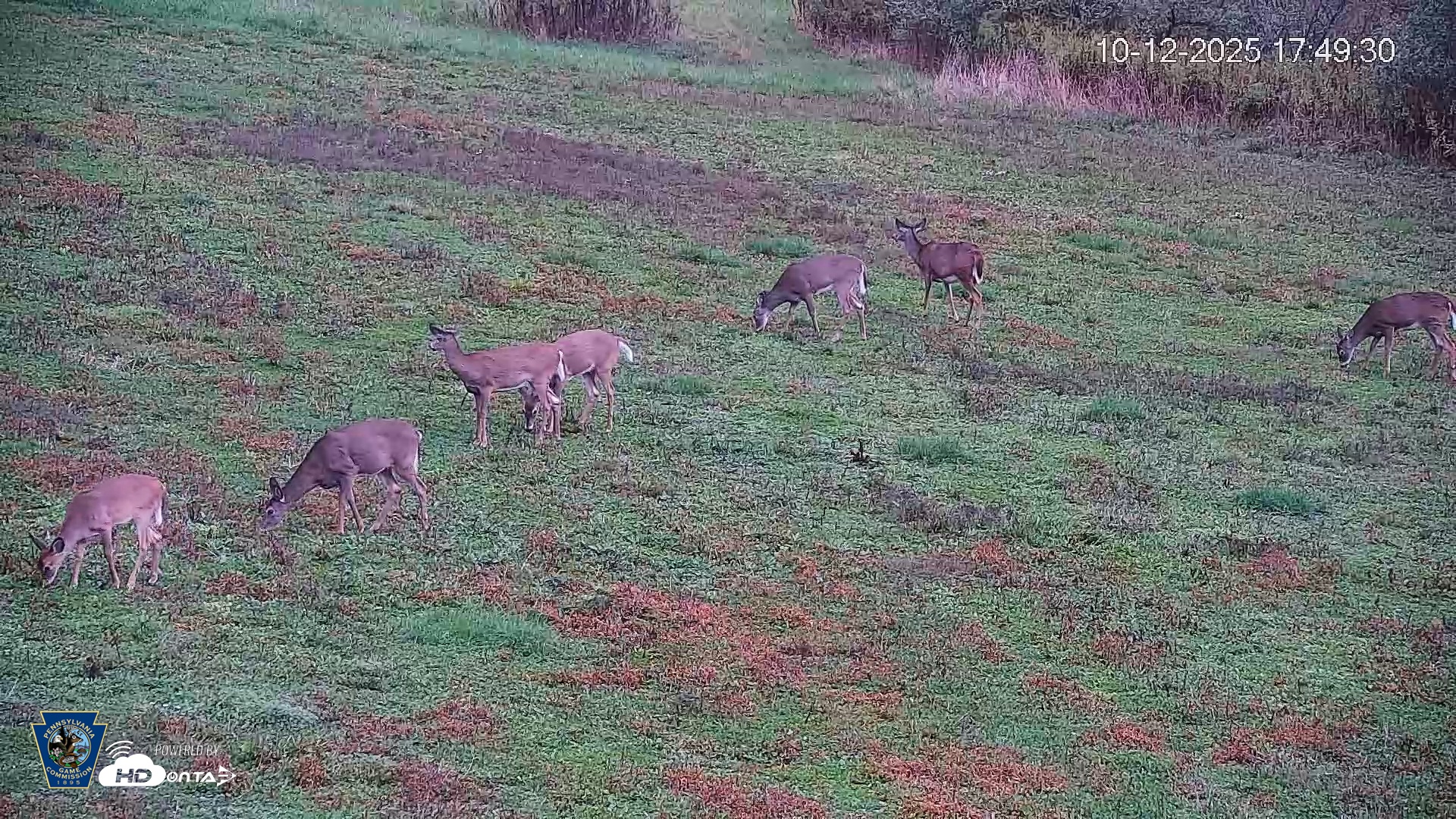Snapshot of Pennsylvania Elk Live Webcam taken Oct 12, 2025, 5:50pm EDT