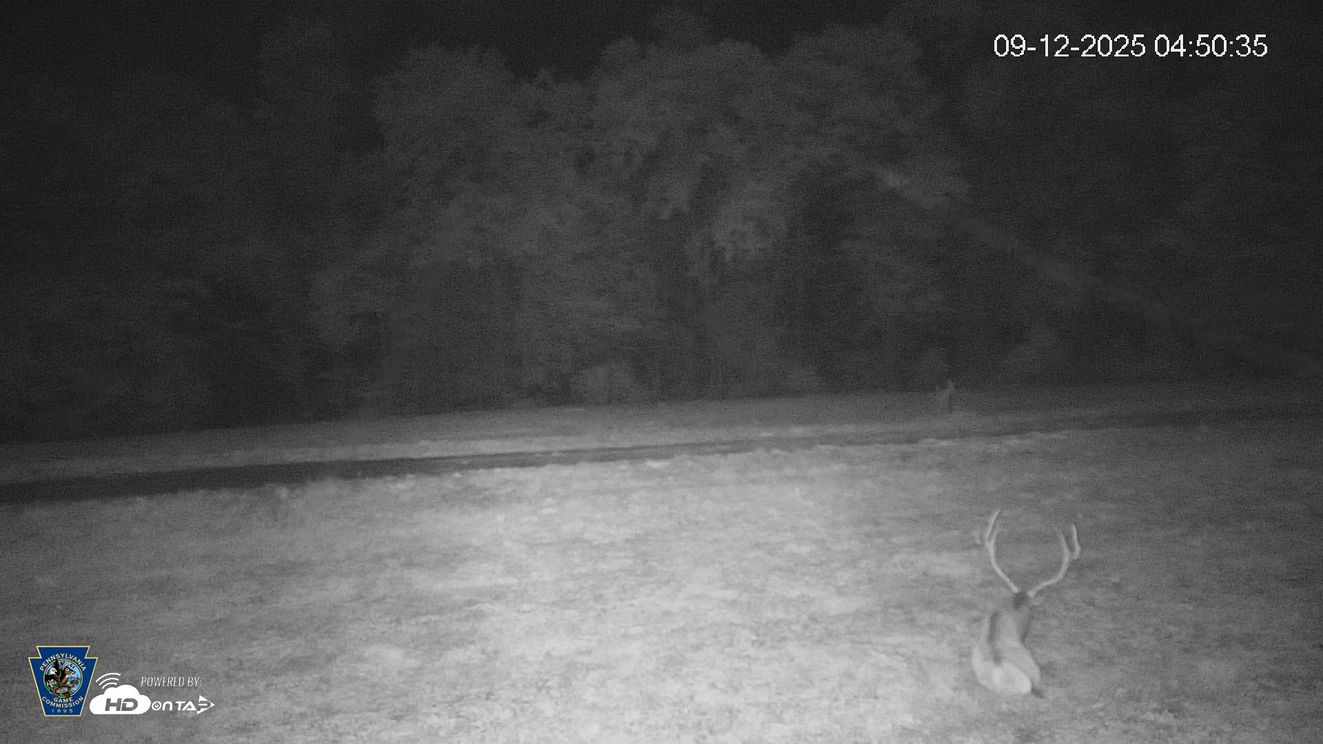 Snapshot of Pennsylvania Elk Live Webcam taken Sep 12, 2025, 4:51am EDT