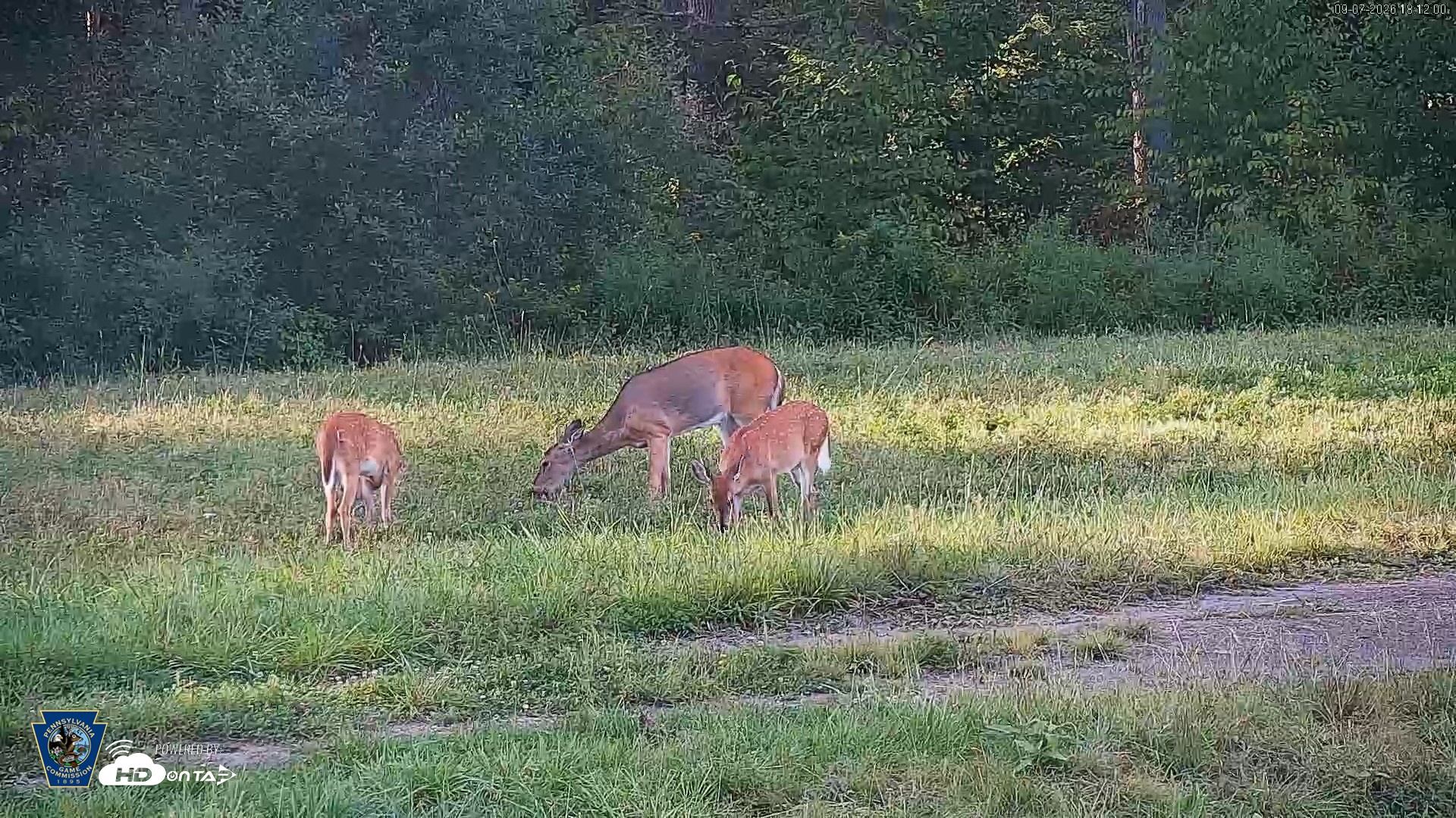 Snapshot of Pennsylvania Elk Live Webcam taken Sep 7, 2026, 6:12pm EDT