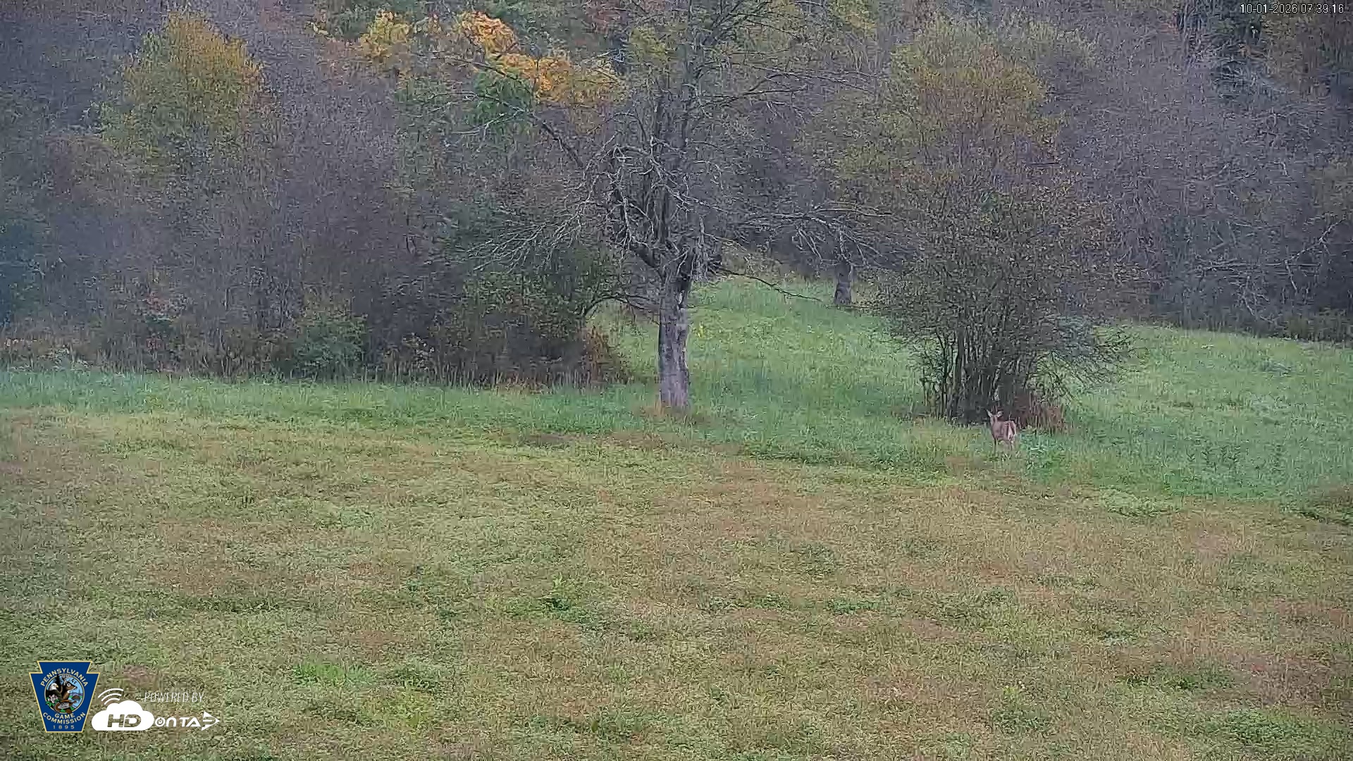 Snapshot of Pennsylvania Elk Live Webcam taken Oct 1, 2026, 7:40am EDT