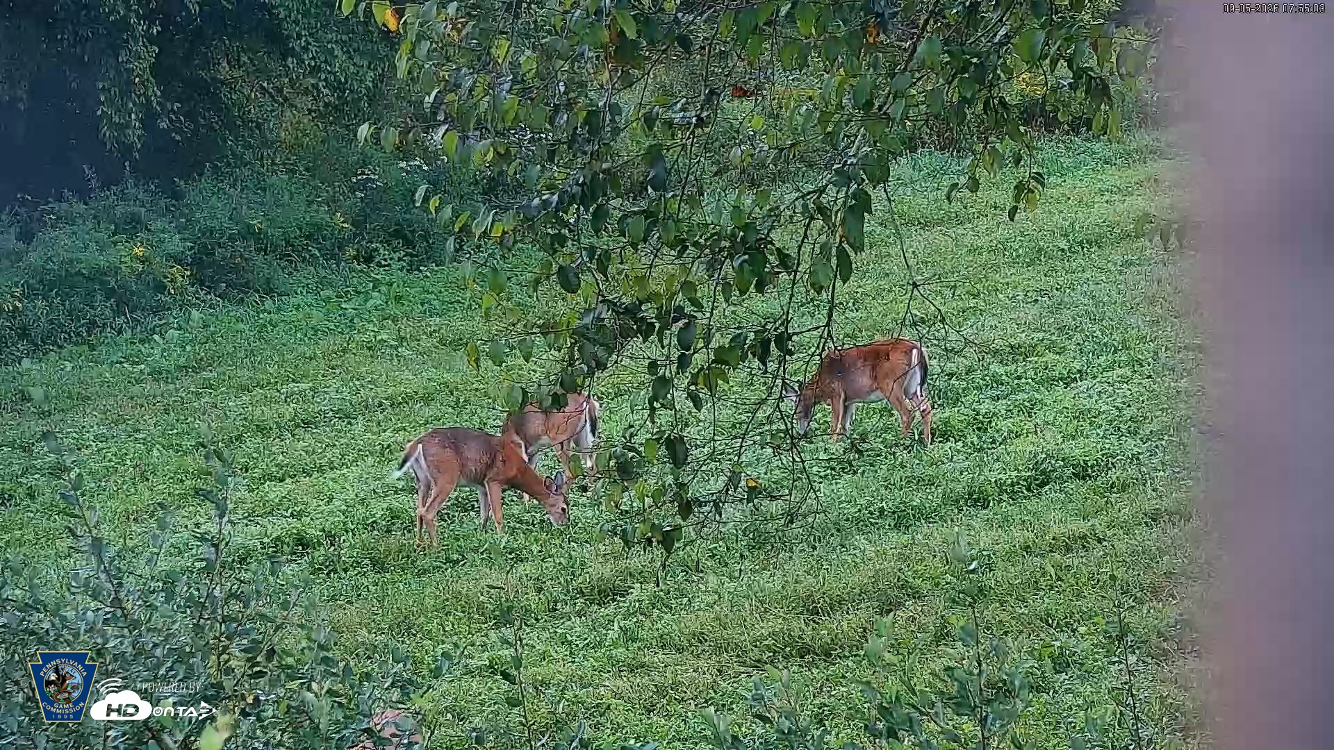 Snapshot of Pennsylvania Elk Live Webcam taken Sep 5, 2026, 7:55am EDT