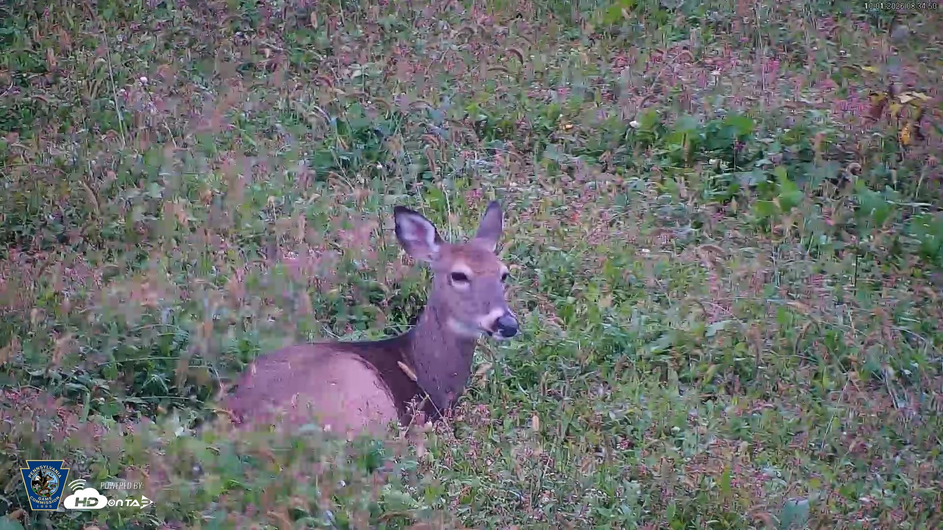 Snapshot of Pennsylvania Elk Live Webcam taken Oct 1, 2026, 8:35am EDT