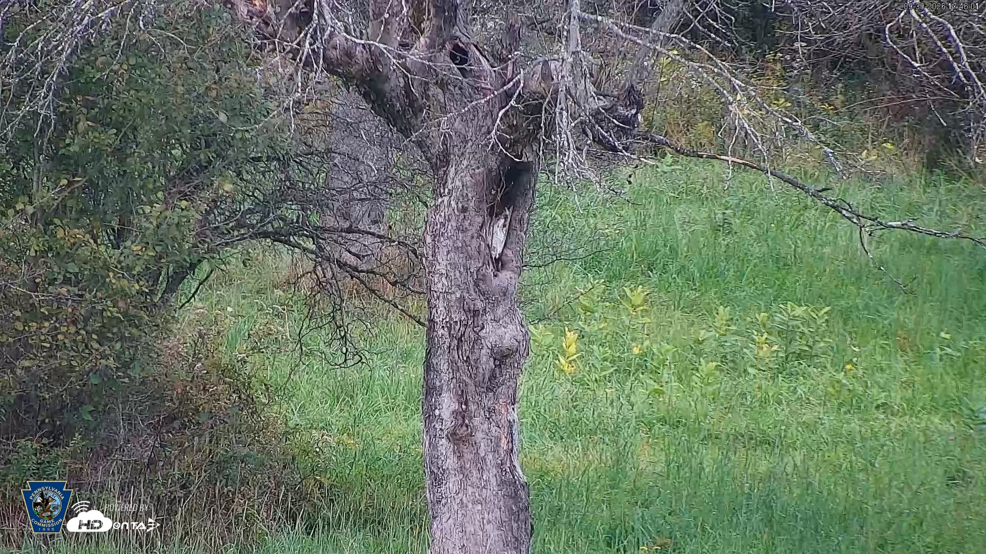 Snapshot of Pennsylvania Elk Live Webcam taken Sep 30, 2026, 5:47pm EDT