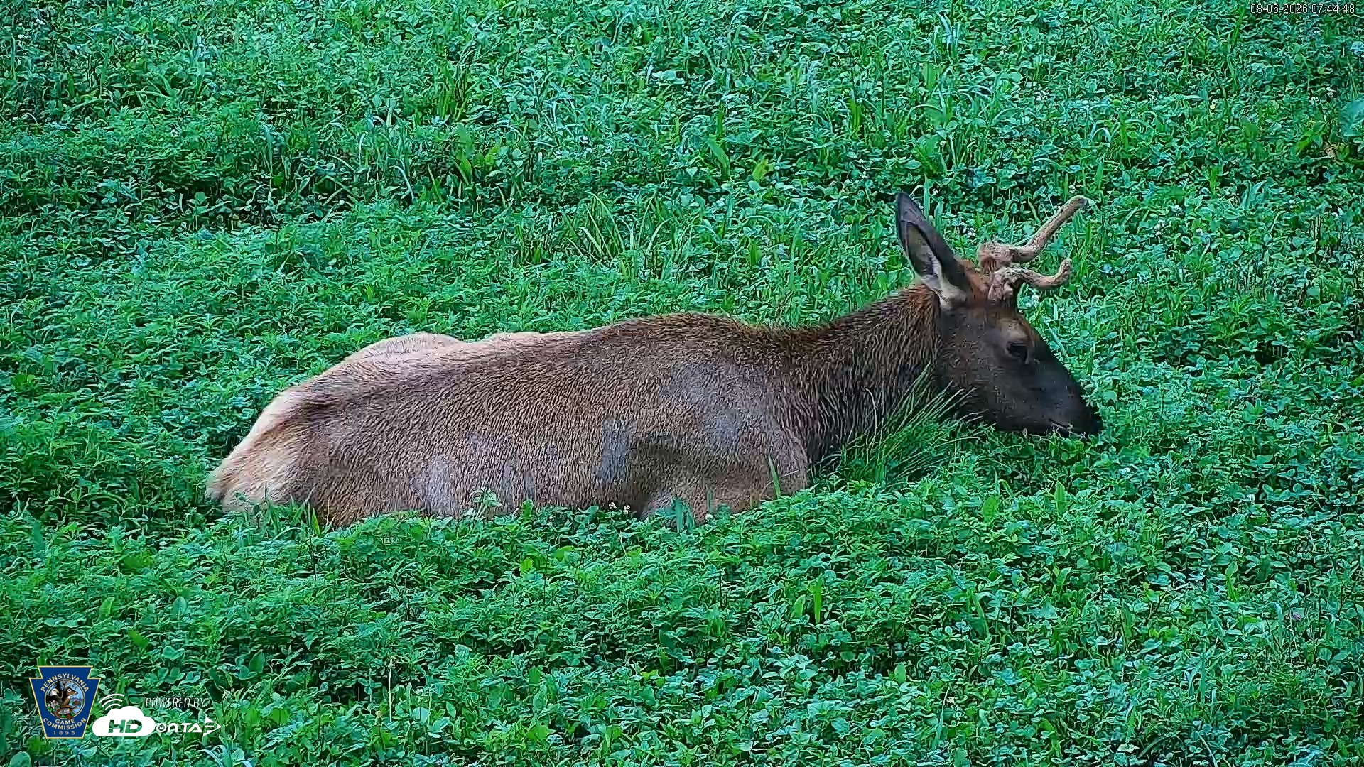 Snapshot of Pennsylvania Elk Live Webcam taken Aug 6, 2026, 7:45am EDT