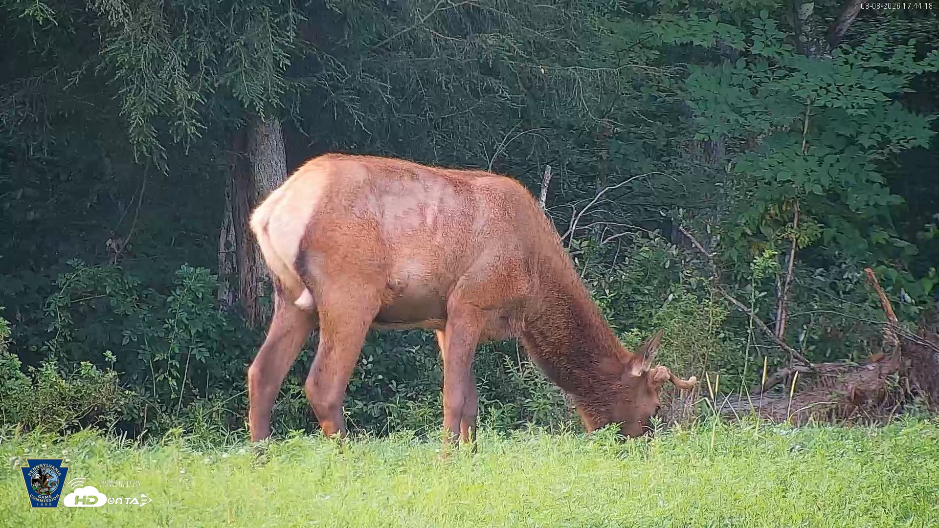 Snapshot of Pennsylvania Elk Live Webcam taken Aug 8, 2026, 5:45pm EDT