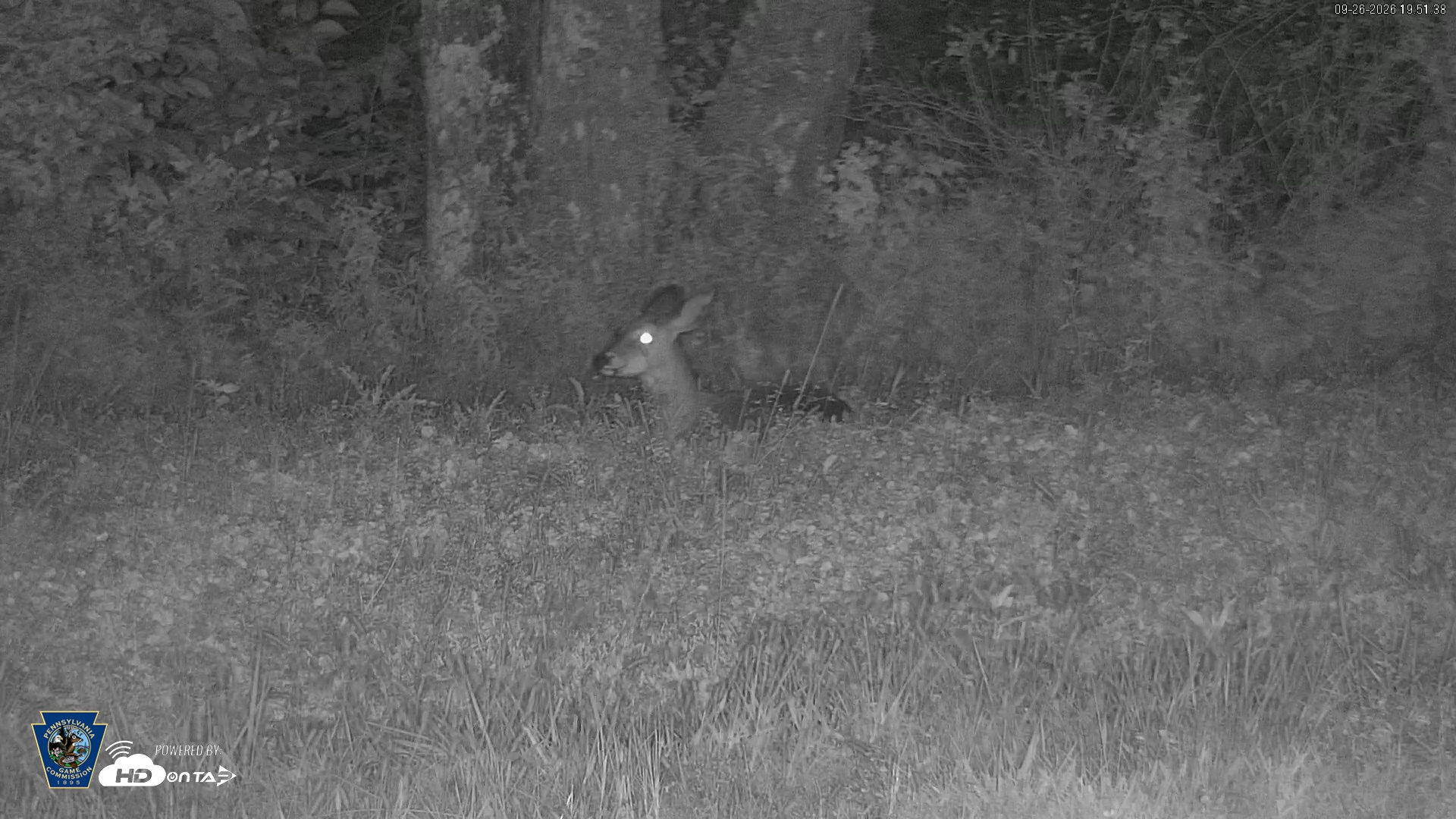 Snapshot of Pennsylvania Elk Live Webcam taken Sep 26, 2026, 7:52pm EDT