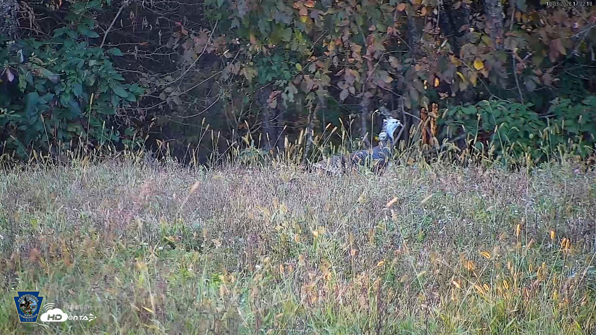 Snapshot of Pennsylvania Elk Live Webcam taken Oct 3, 2026, 5:23pm EDT