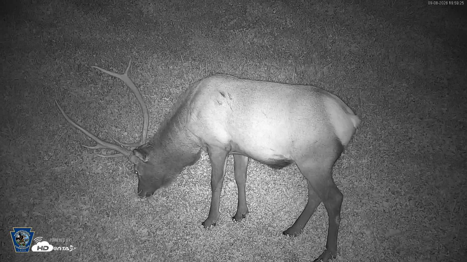 Snapshot of Pennsylvania Elk Live Webcam taken Sep 8, 2026, 8:00pm EDT