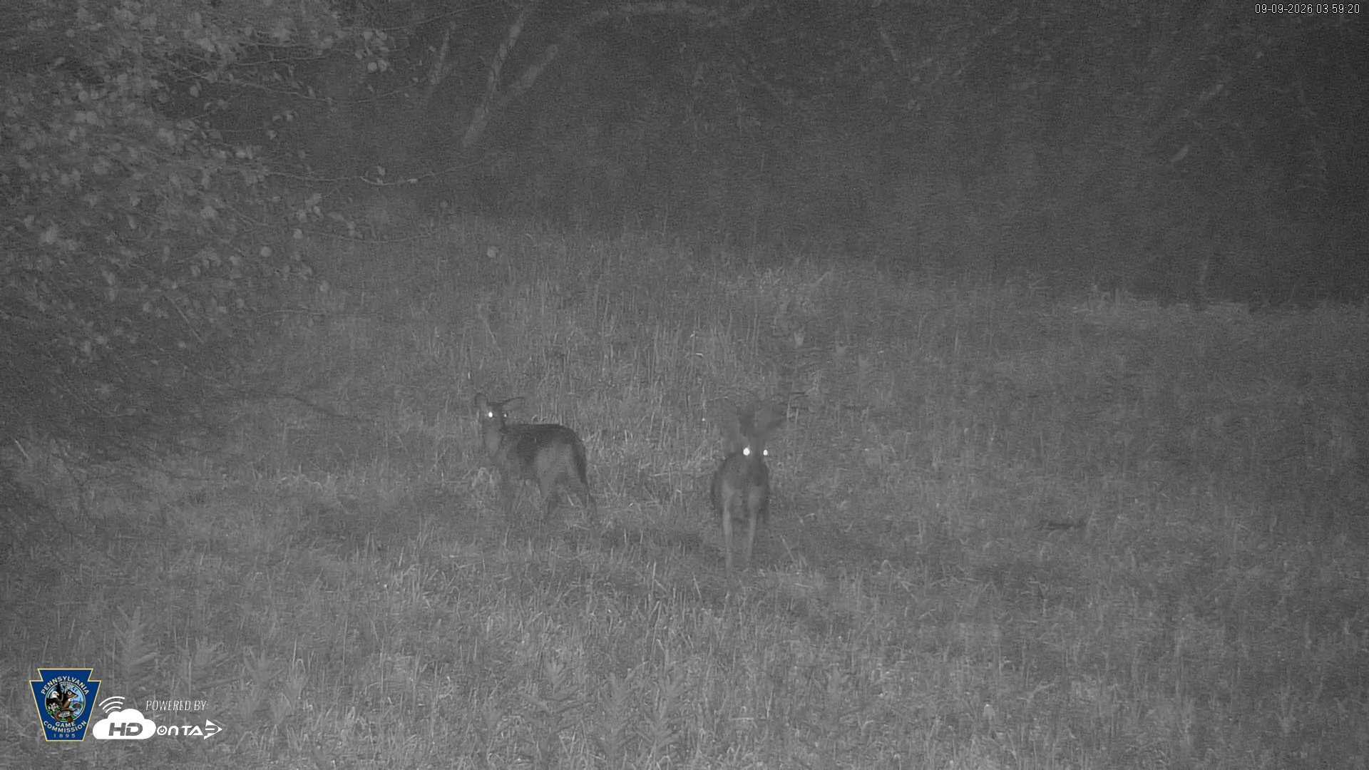 Snapshot of Pennsylvania Elk Live Webcam taken Sep 9, 2026, 4:00am EDT