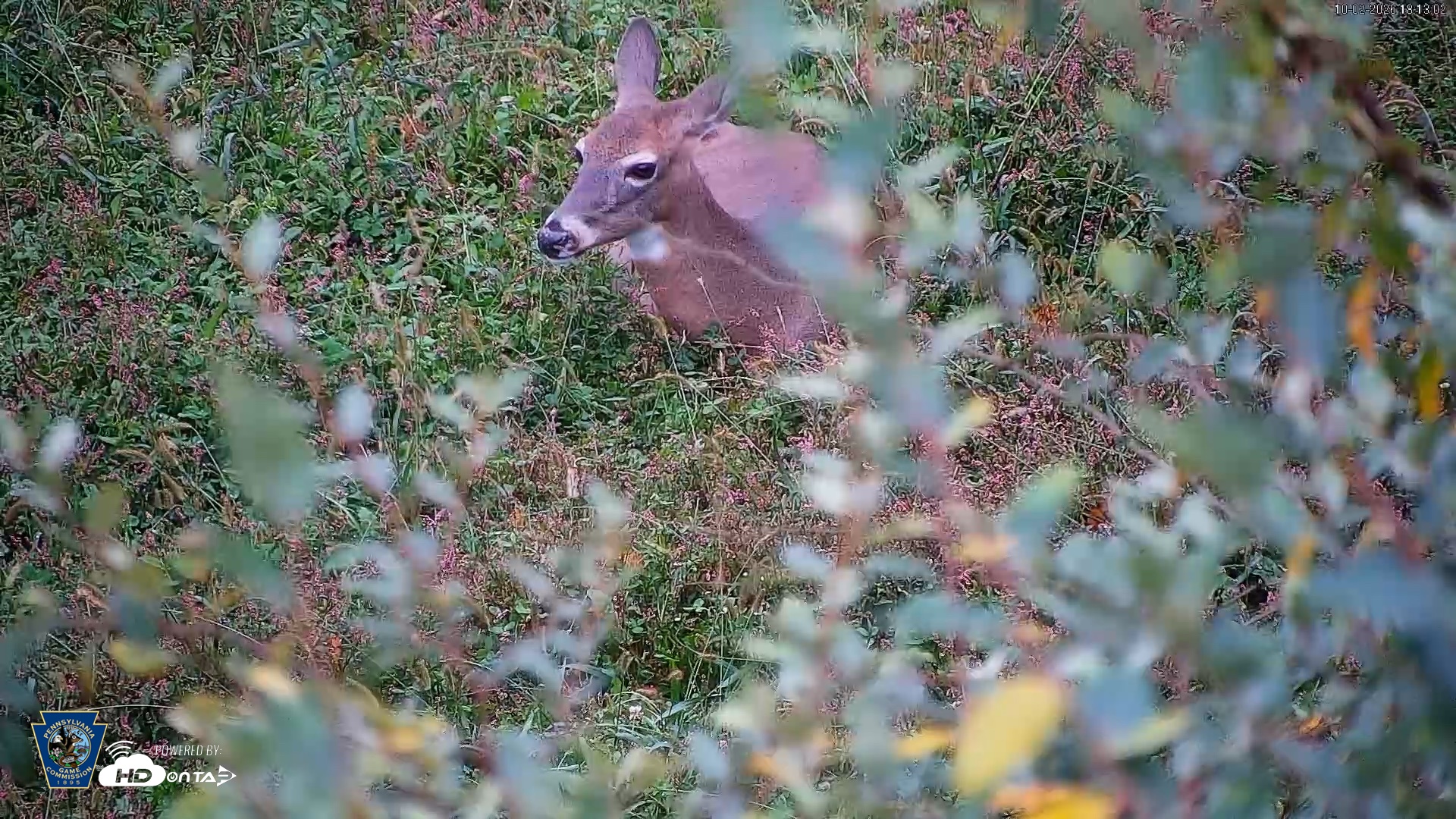 Snapshot of Pennsylvania Elk Live Webcam taken Oct 2, 2026, 6:14pm EDT
