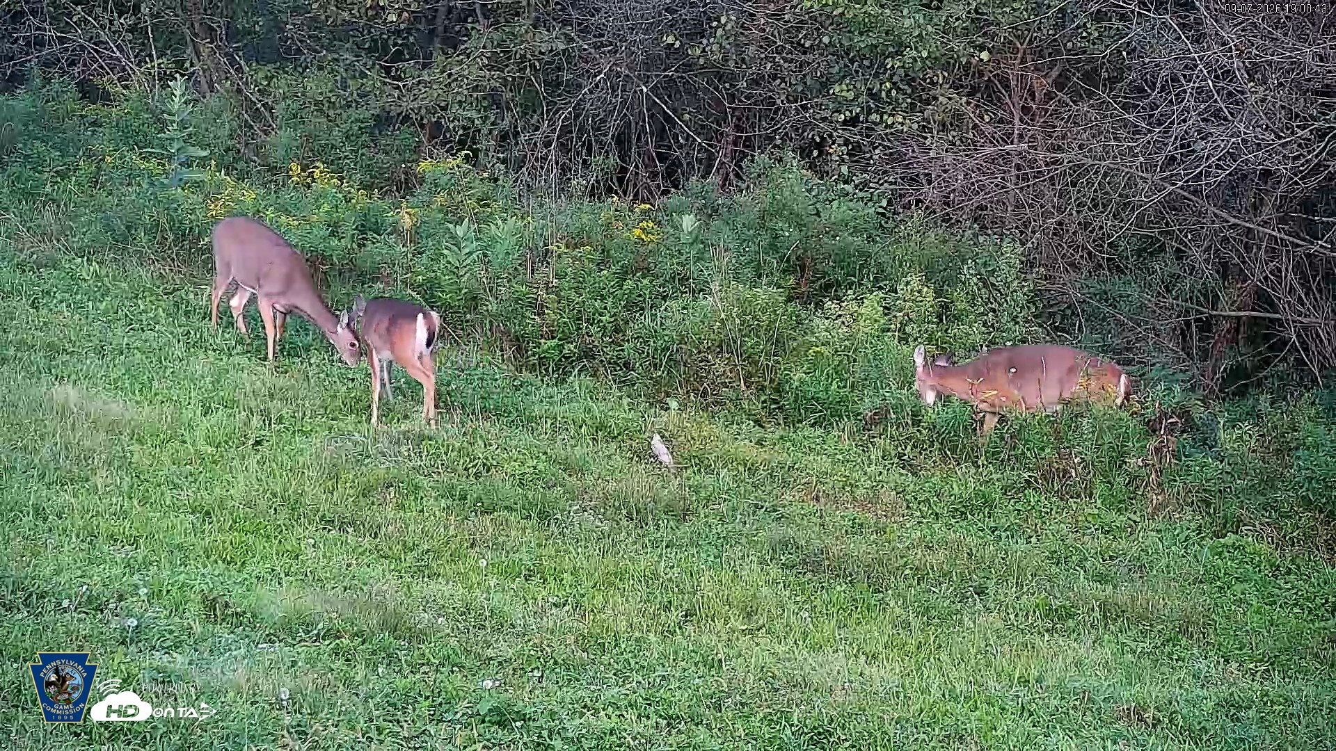 Snapshot of Pennsylvania Elk Live Webcam taken Sep 7, 2026, 7:01pm EDT
